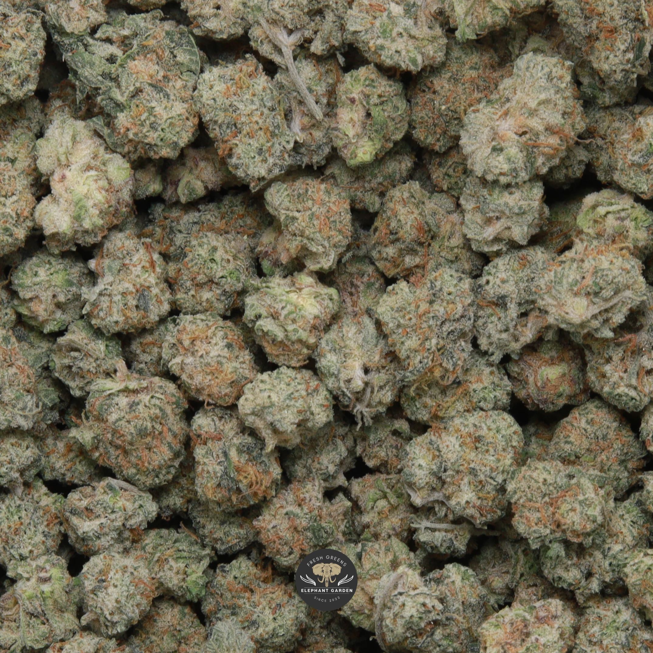 Strawberry Banana Popcorn hybrid popcorn flower, close-up product photo