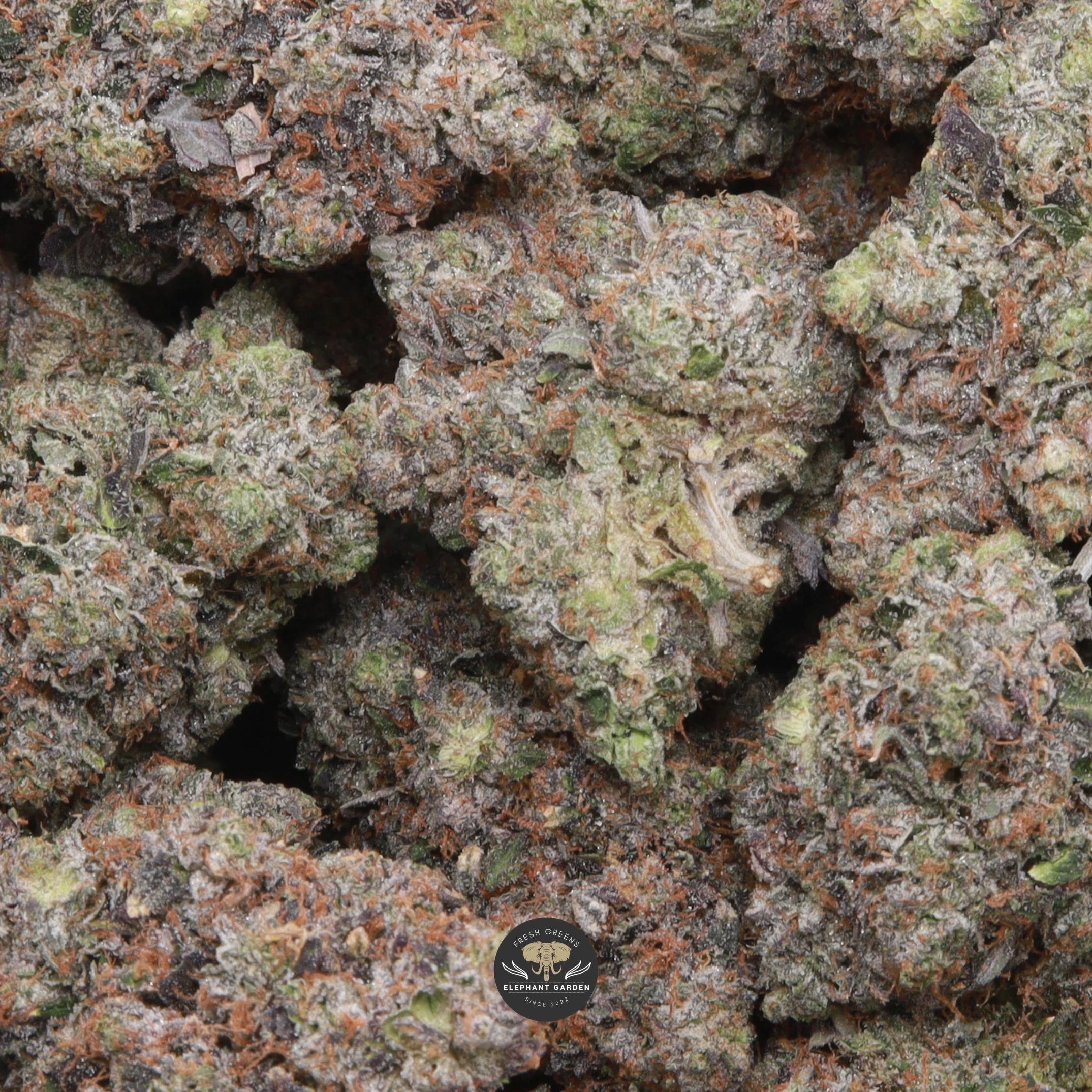 Tyson Pink indica flower, buds close-up gallery image