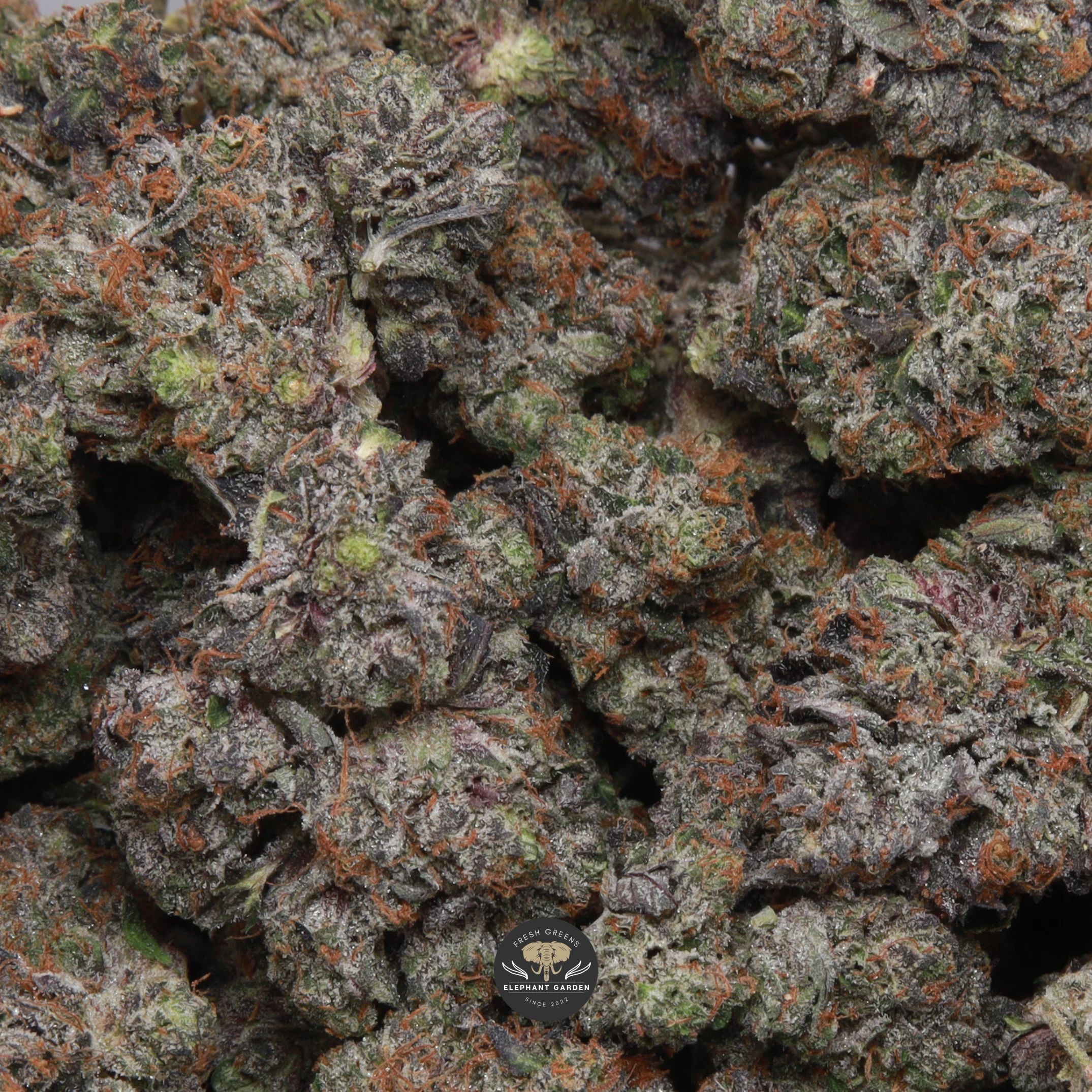 Pink Death AAAA indica flower, gallery photo of dense purple buds