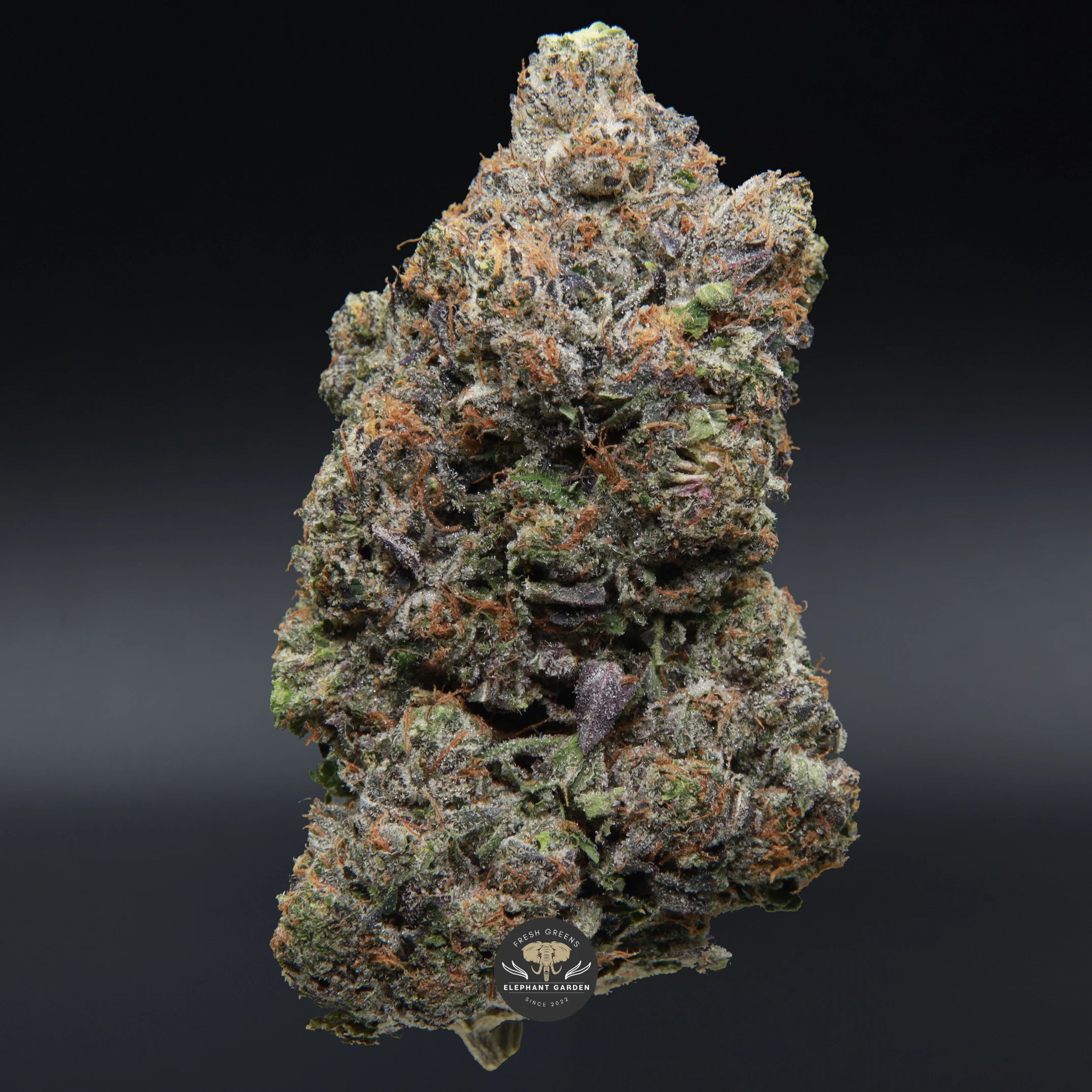 Pink Death AAAA indica flower, close-up of deep purple frosted buds