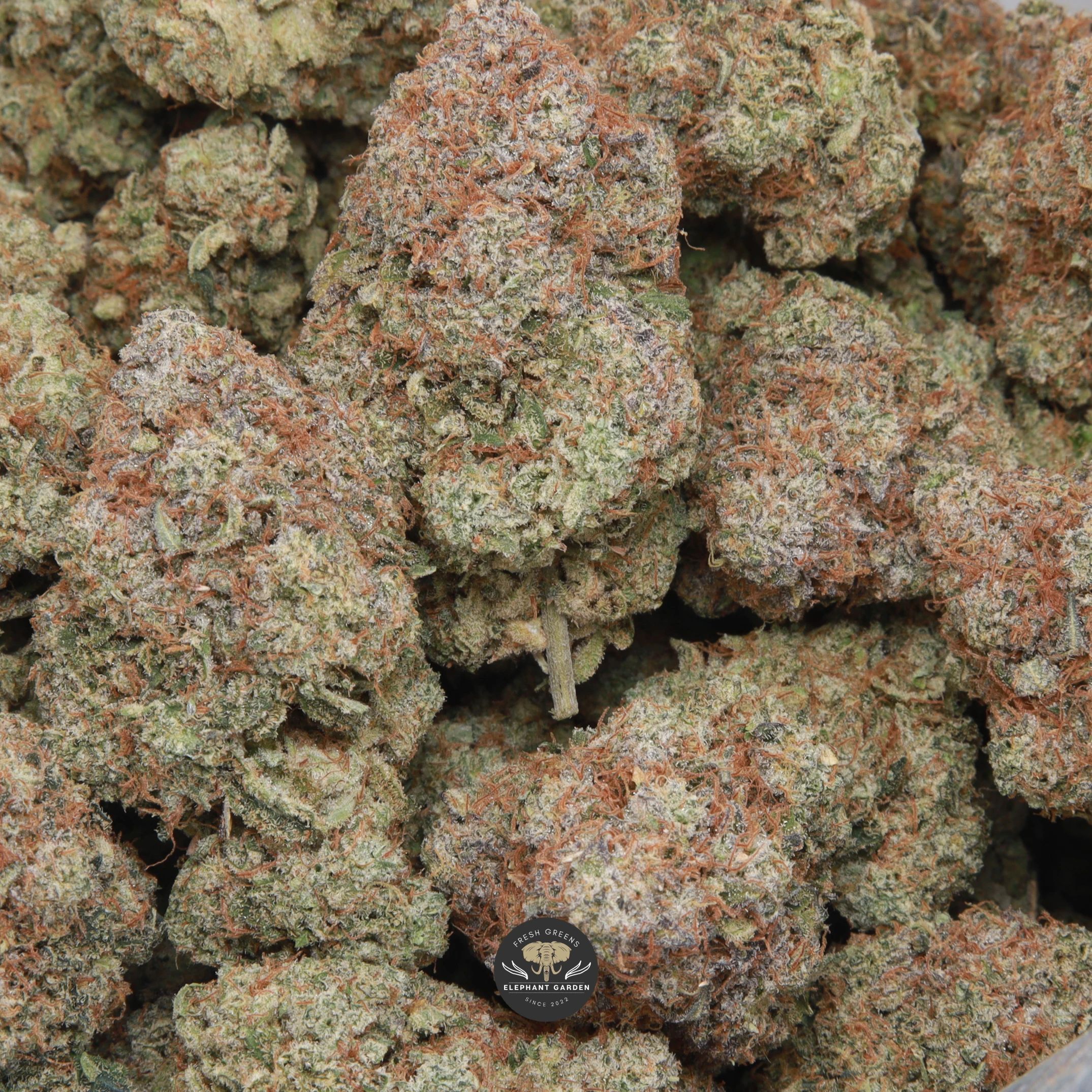 Acapulco Gold sativa flower, macro shot of elongated trichome-covered buds