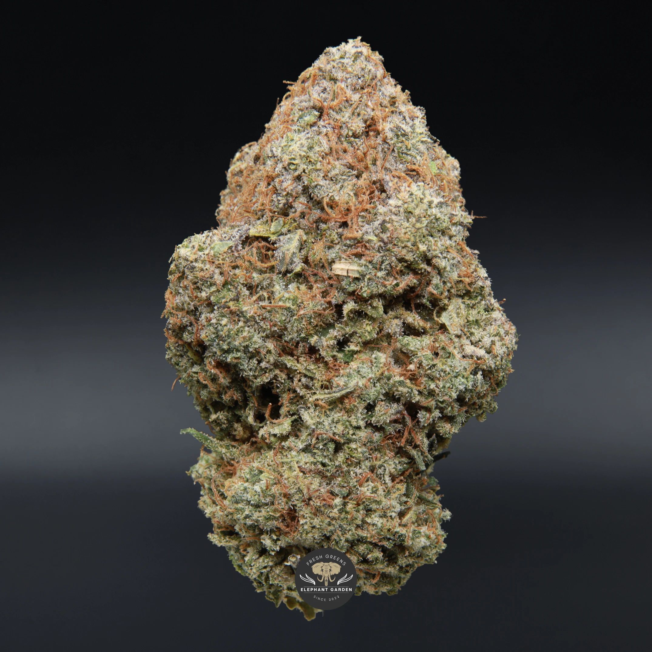 Acapulco Gold sativa flower, gold-tinged landrace buds, close-up product photo
