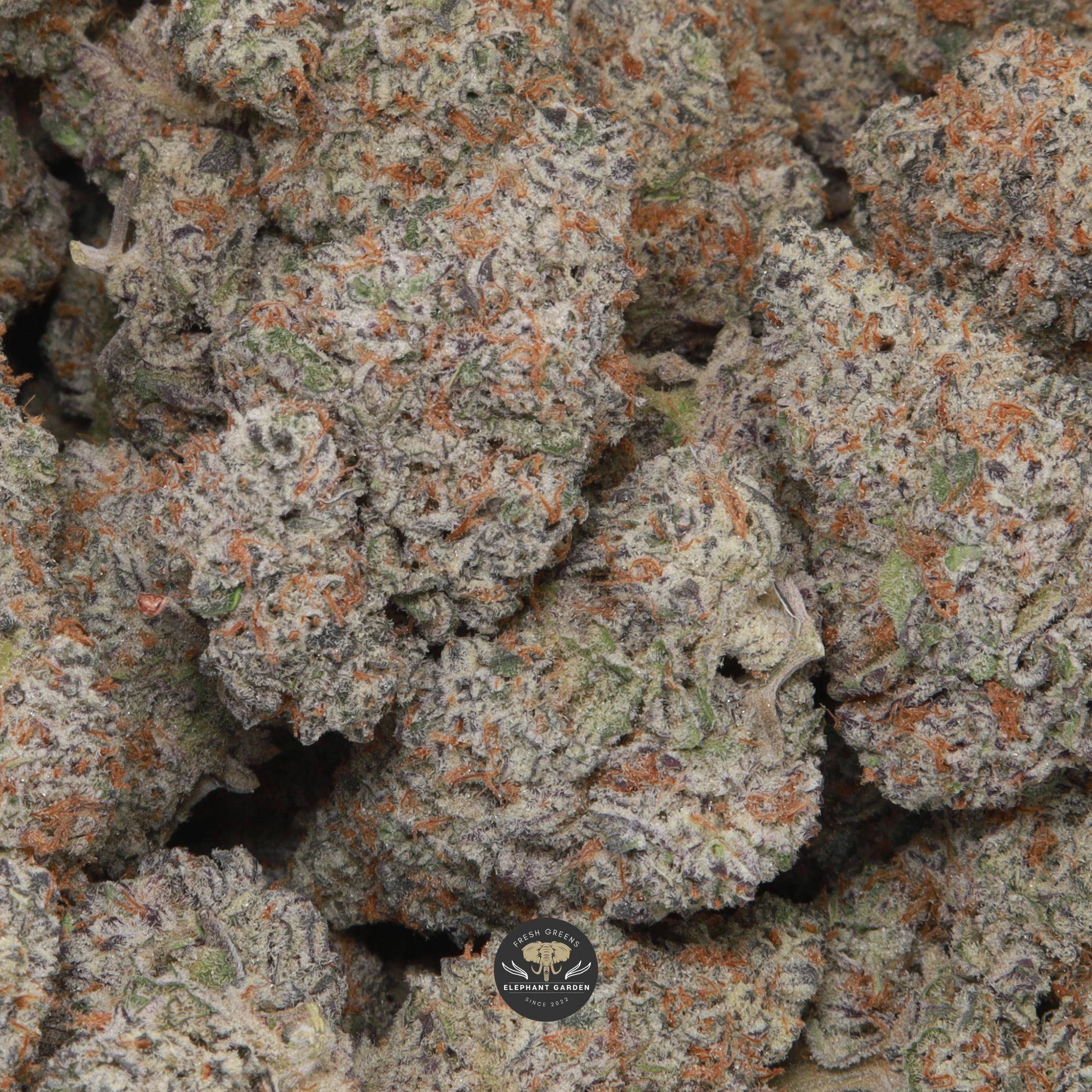 Berry White hybrid flower, buds showing blue colouring and orange hairs