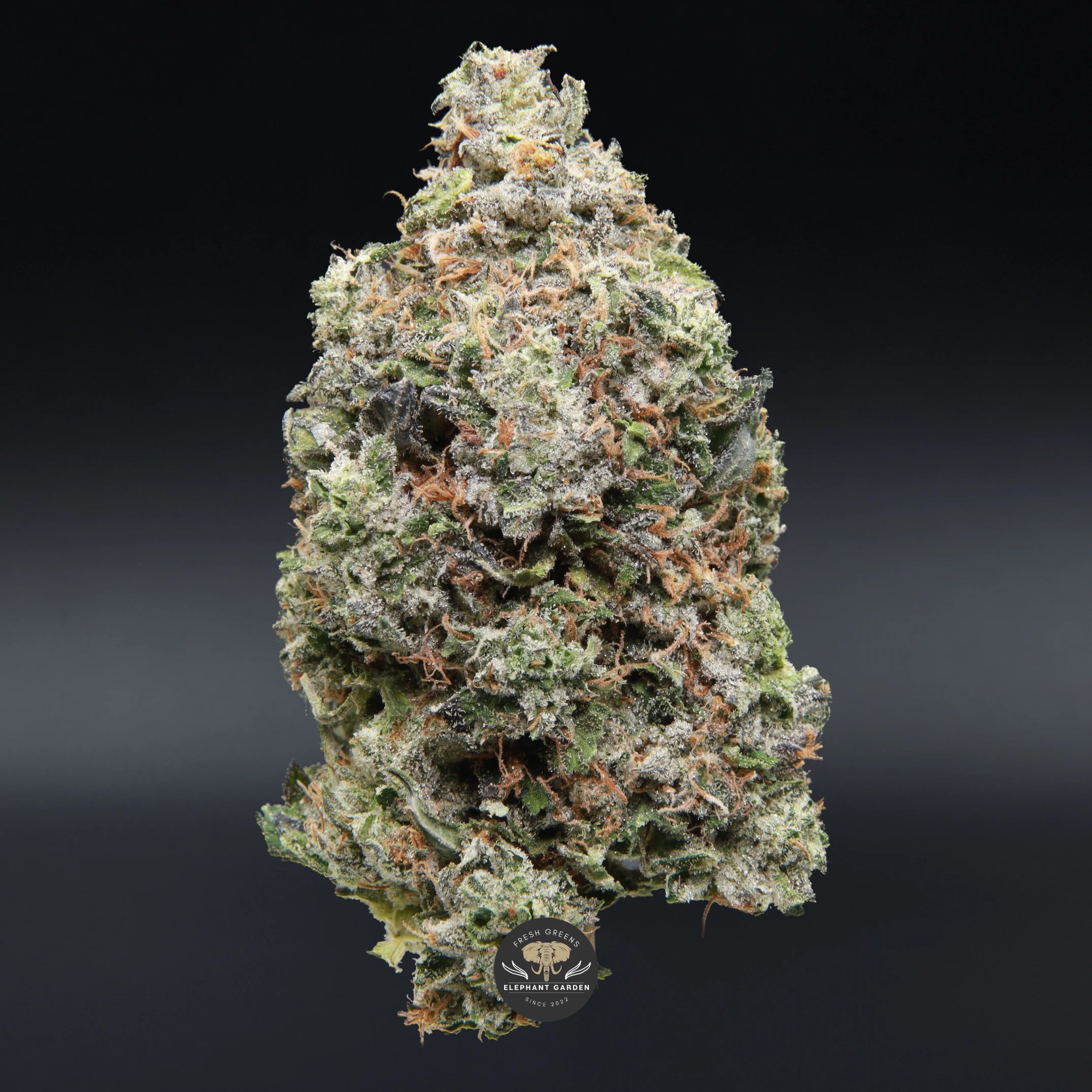 Bluefin Tuna AAA+ indica flower - close-up of dense blueberry-diesel bud
