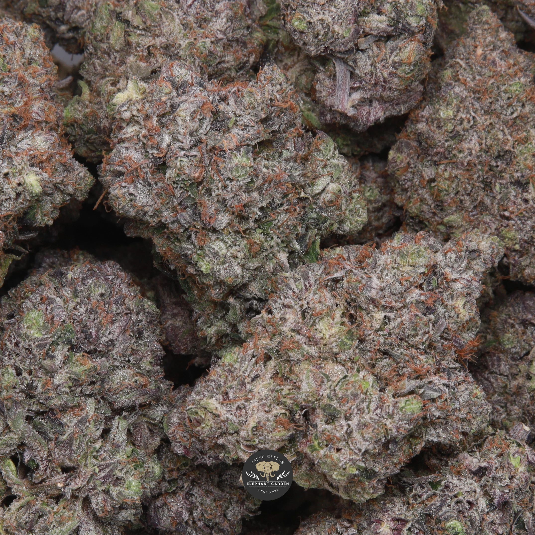 Cali Octane indica flower, macro shot of trichome-coated buds