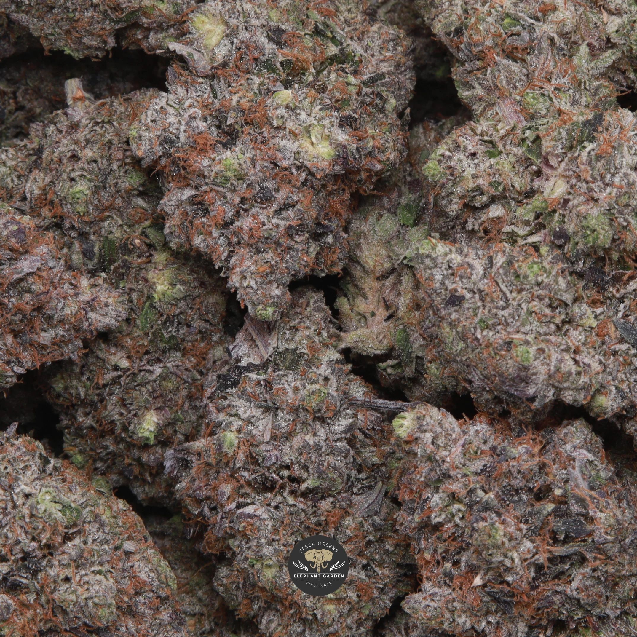 Coastal Pink indica flower, macro shot of trichome-coated buds