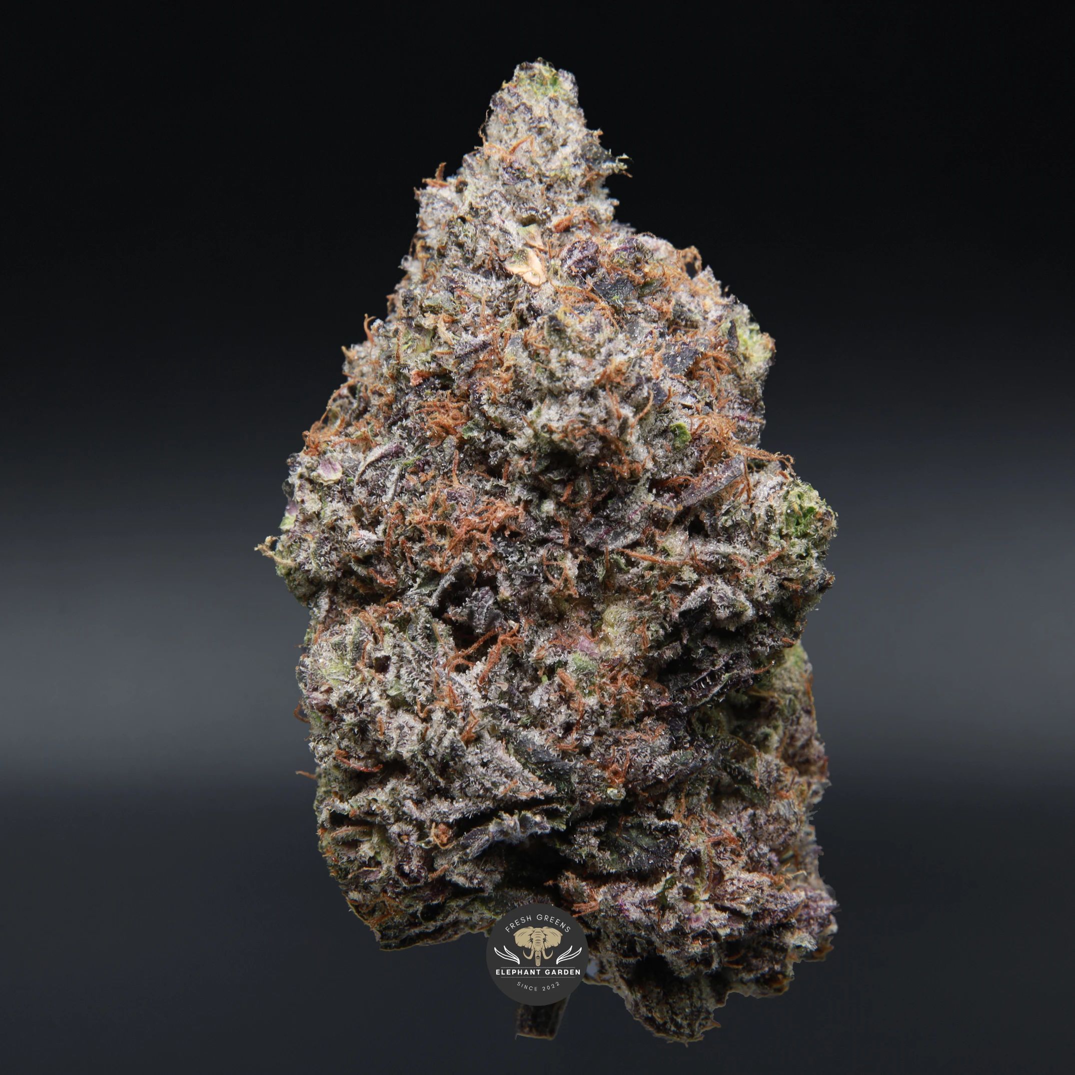 Coastal Pink indica flower, close-up product photo of the jar