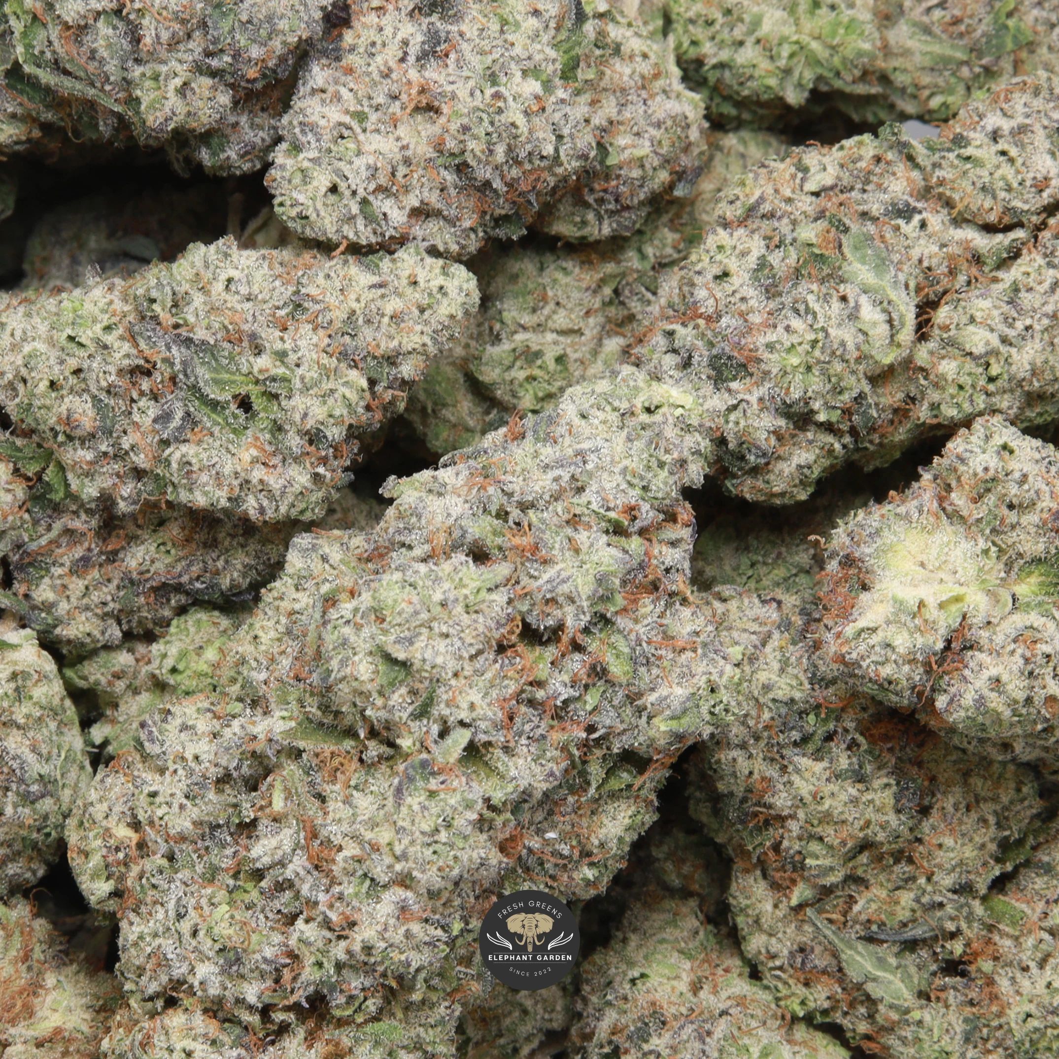 Donkey Butter hybrid flower, macro shot of dense trichome-covered buds