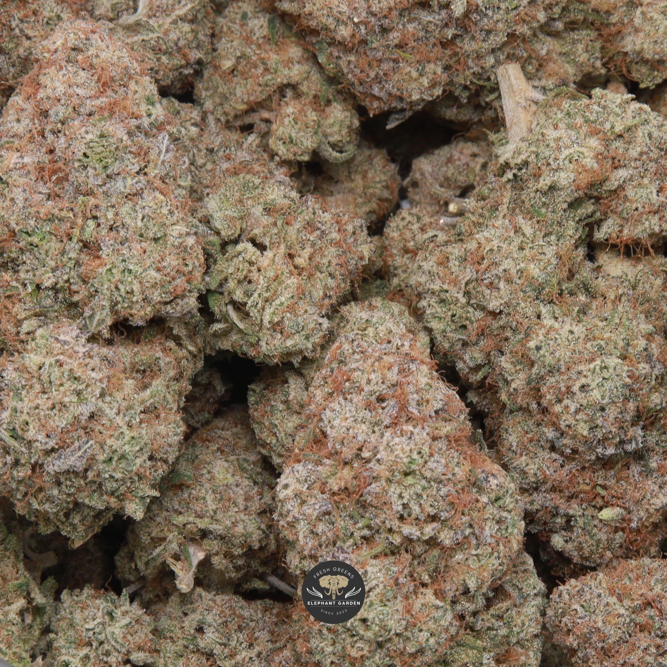 Durban Poison sativa flower, gallery photo of cured buds
