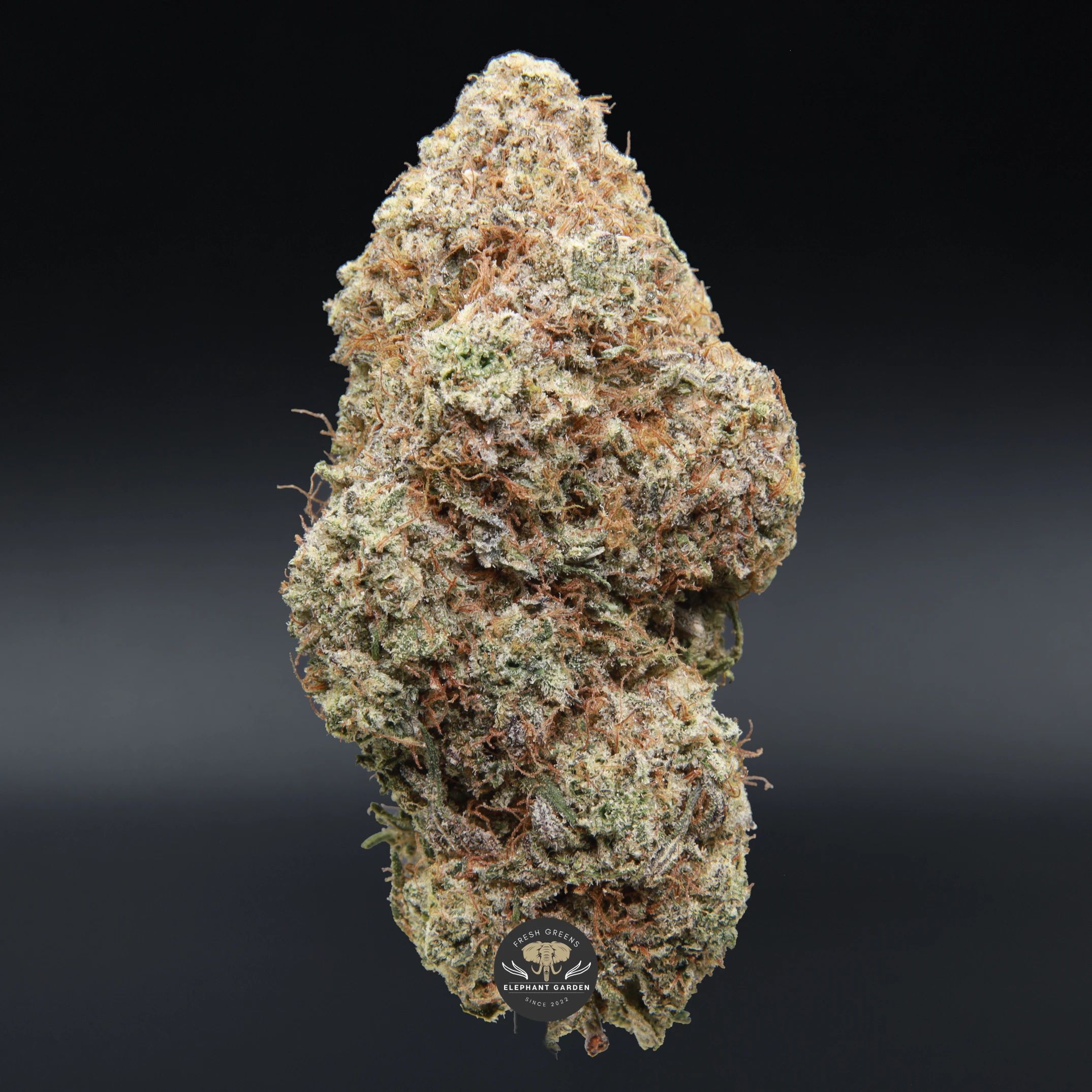 Durban Poison sativa flower, close-up of frosted spear-shaped buds