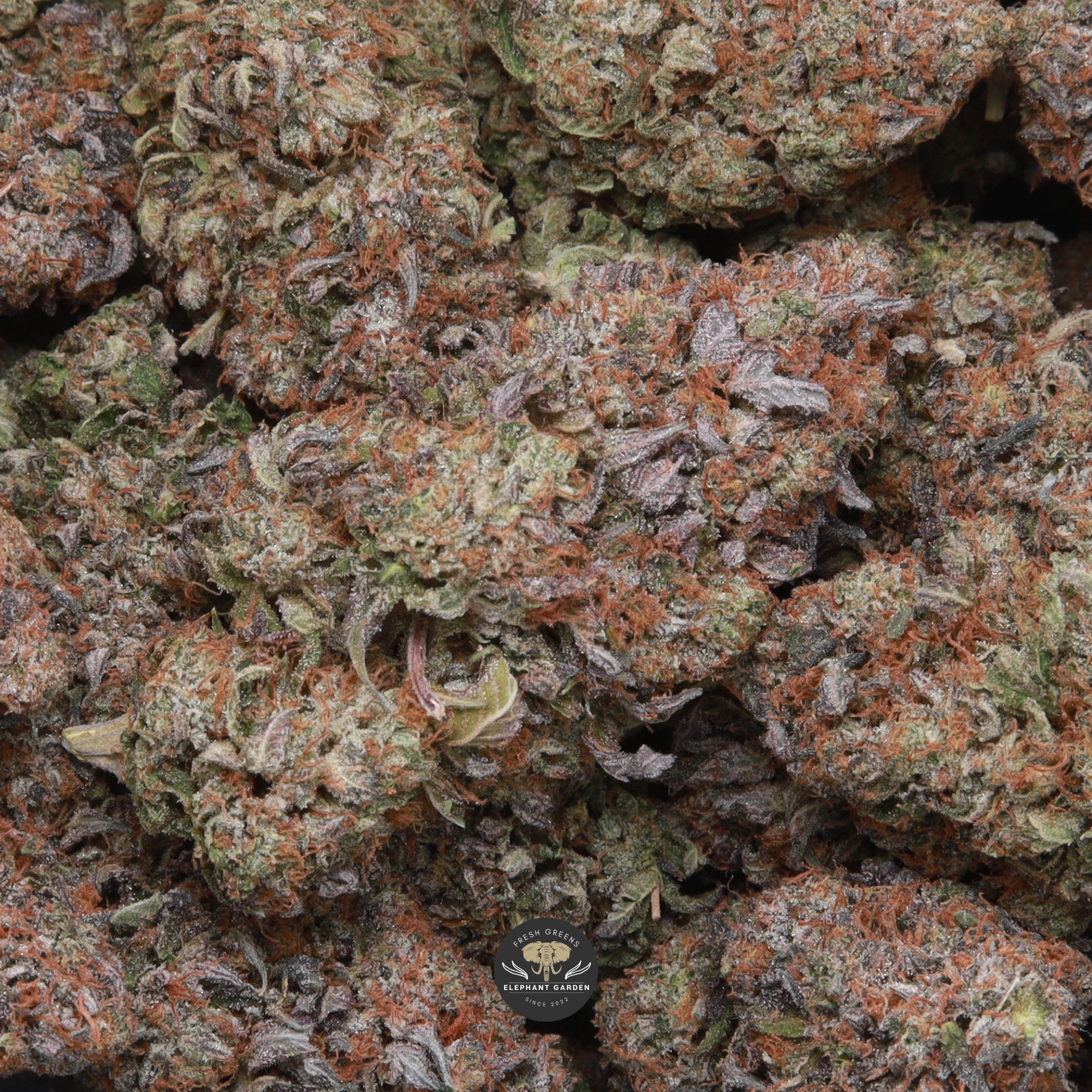 Ghost Bubba - Image 2