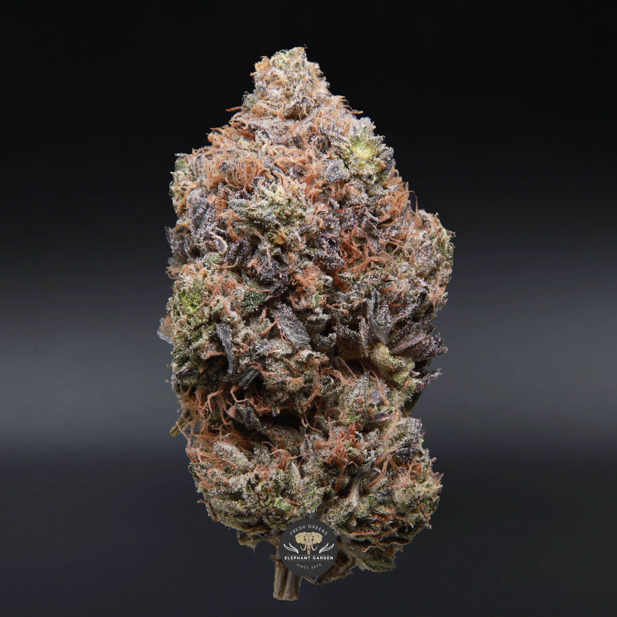 Ghost Bubba indica flower, close-up product photo of the jar
