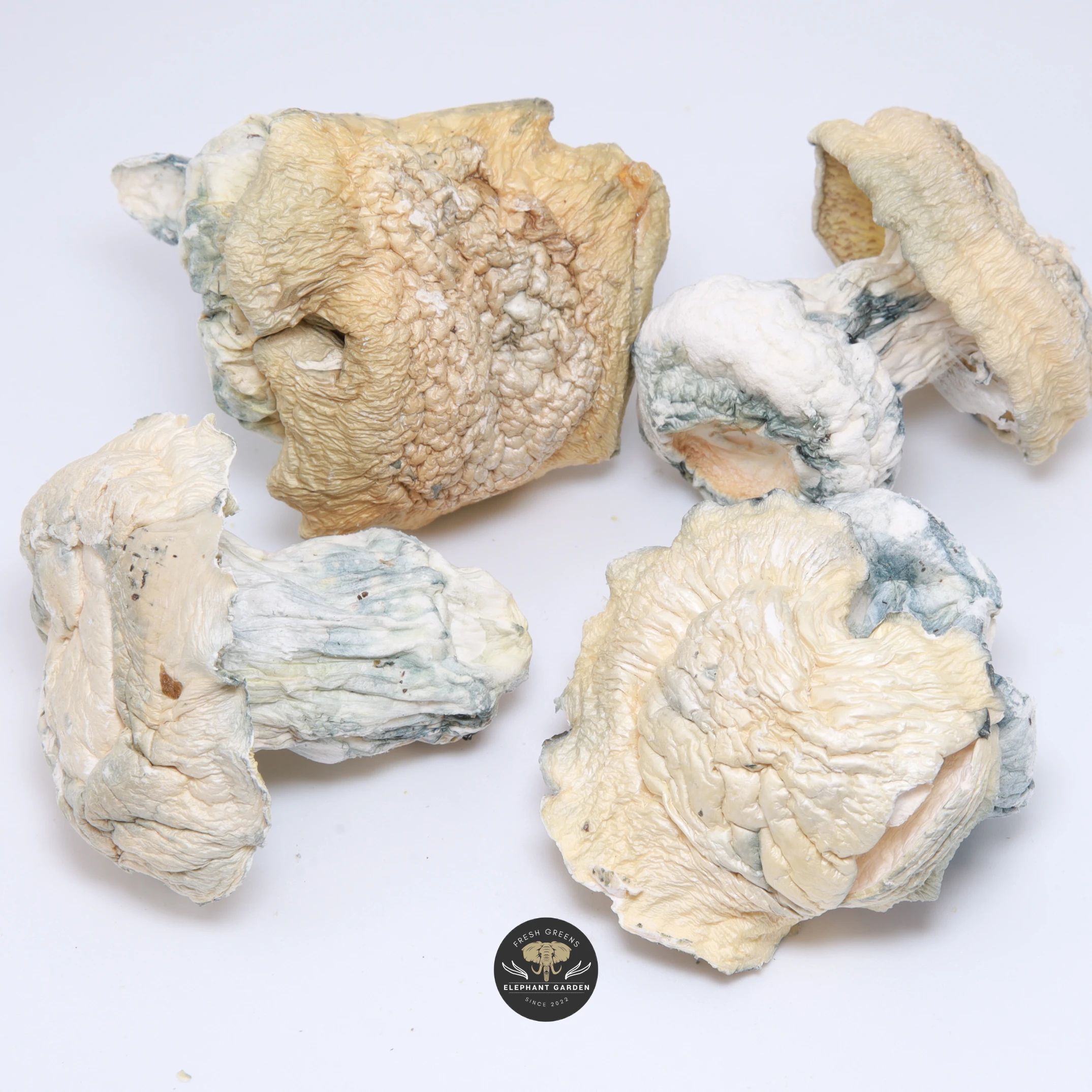 Iceberg albino Psilocybe cubensis magic mushrooms with near-white caps and stems