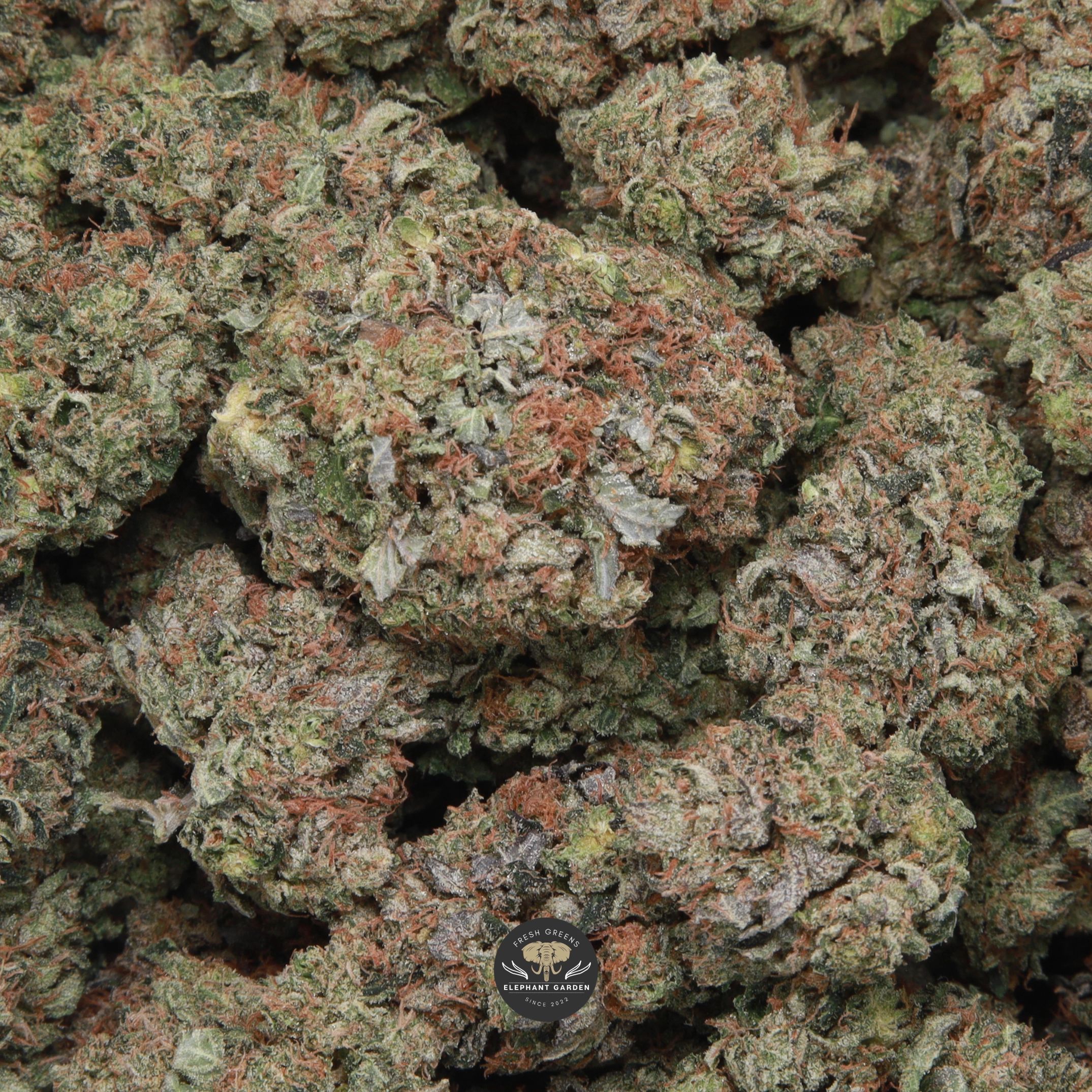 Kings Kush - Image 2