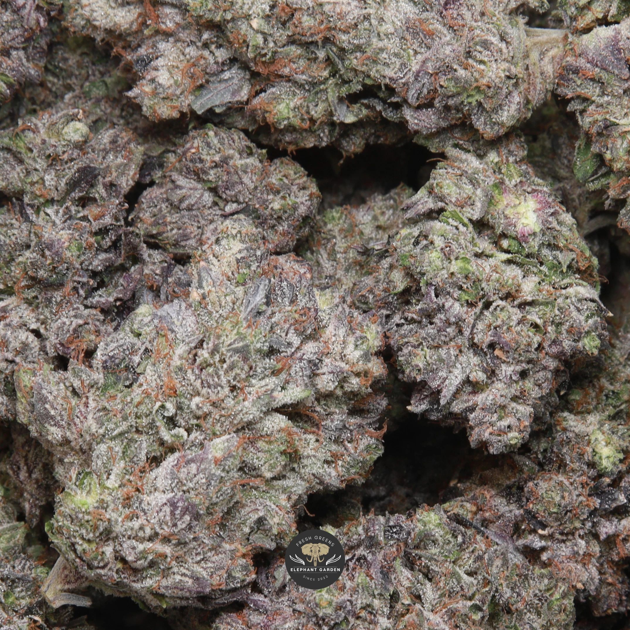 MKU AAAA indica flower, multiple buds from the August 2026 batch