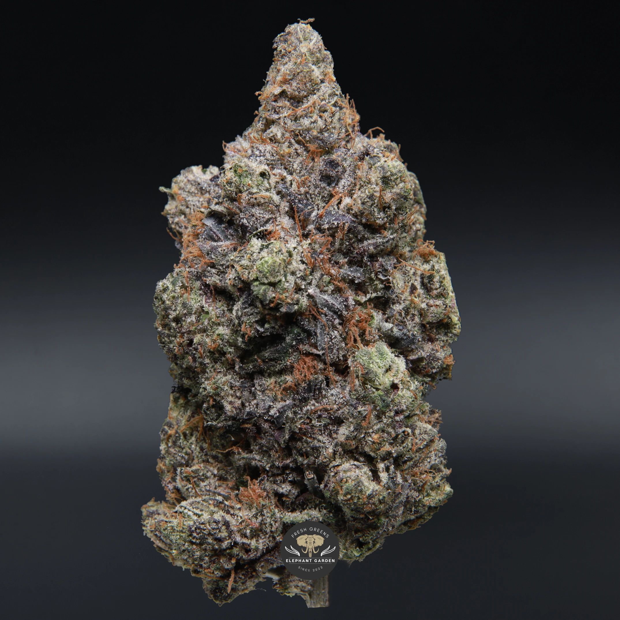 Mike Tyson indica flower, close-up product photo of the jar