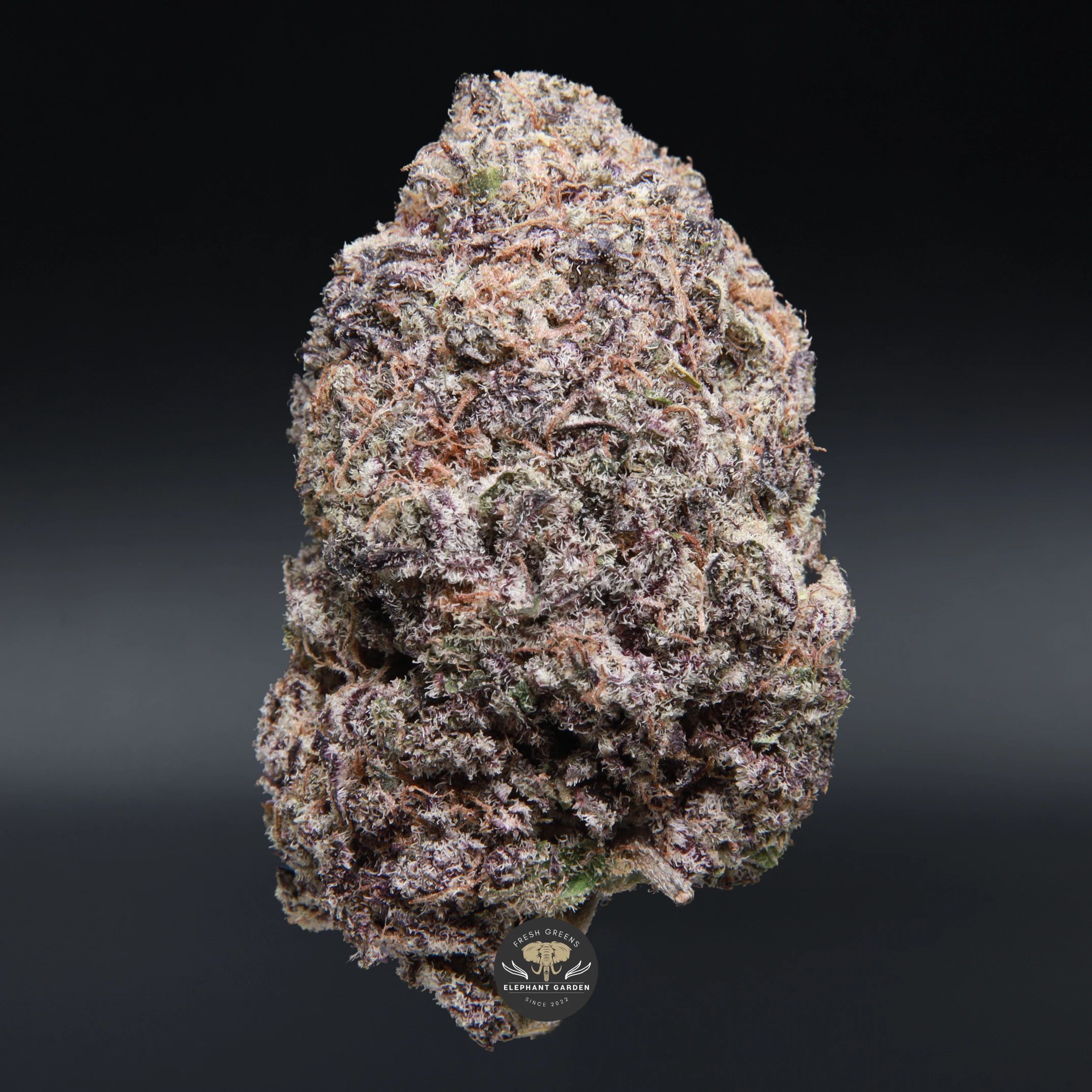 Purple Cereal Milk AAA+ hybrid flower, close-up of purple-tinted buds
