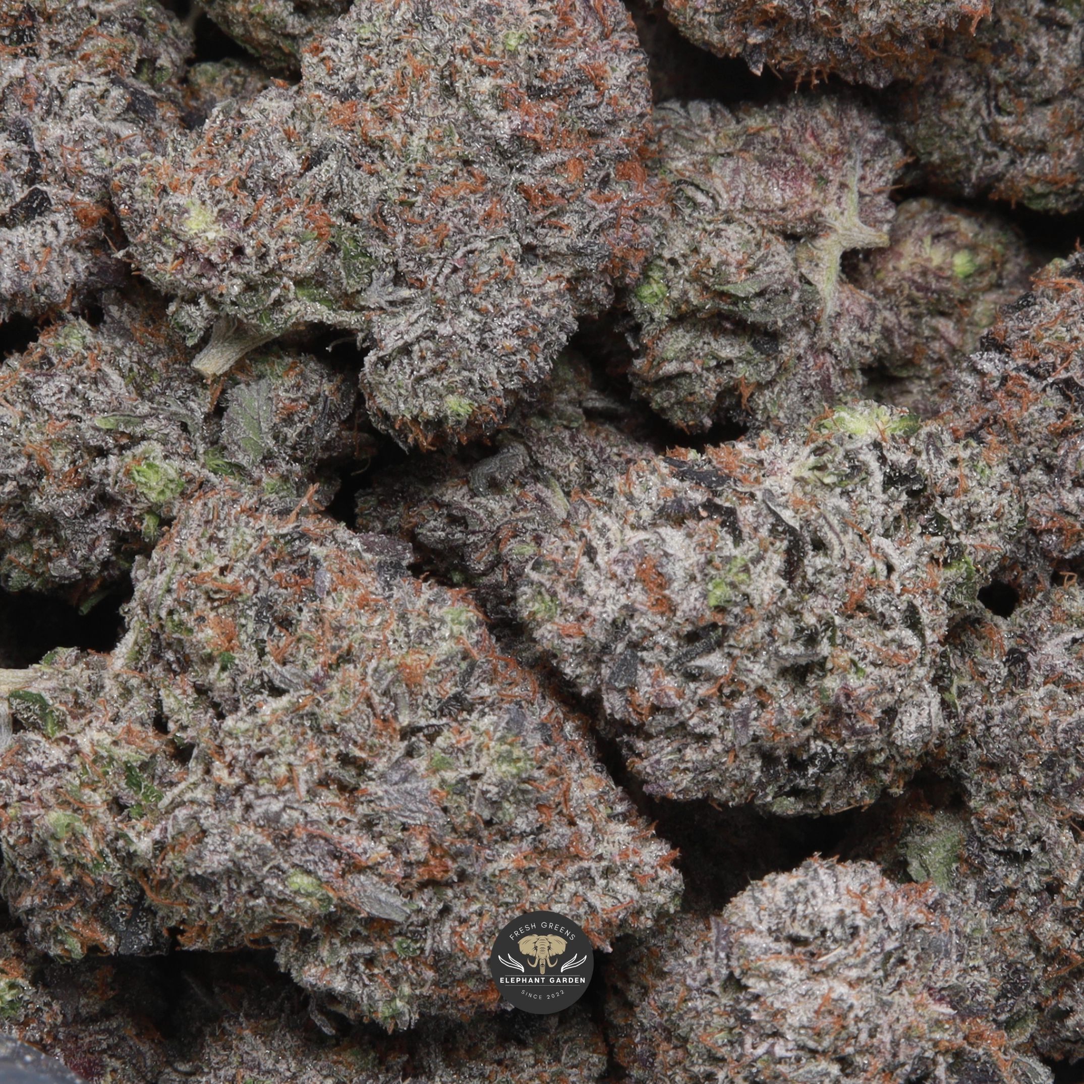 91 Octane indica flower, gallery image 1 of trimmed buds