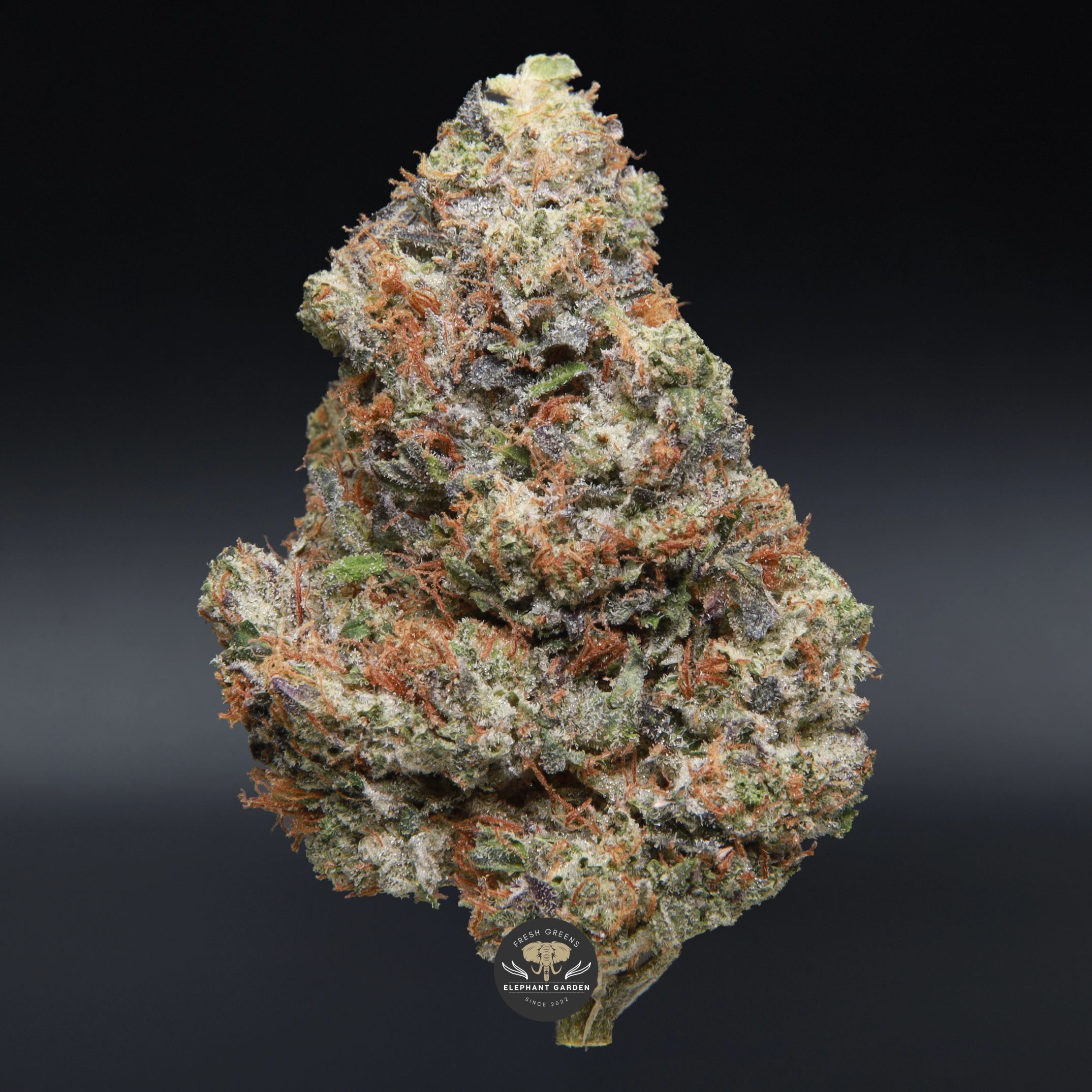 Ahi Tuna AAA+ indica flower - close-up product photo of dense gassy buds