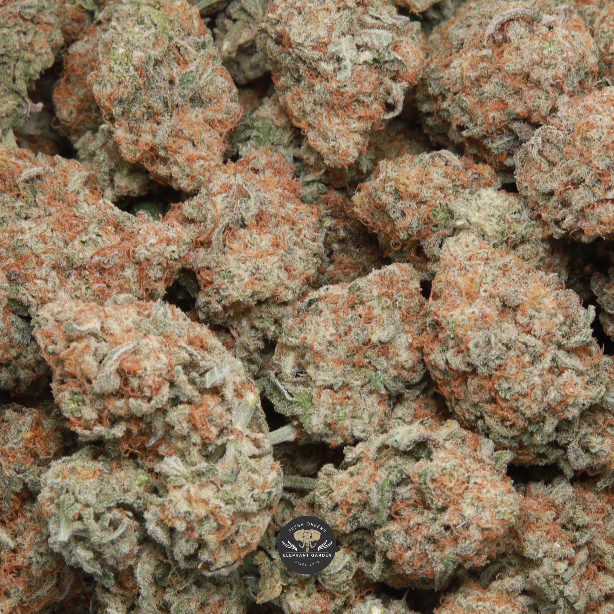 Banana MAC hybrid flower - gallery image 1, cured buds close-up