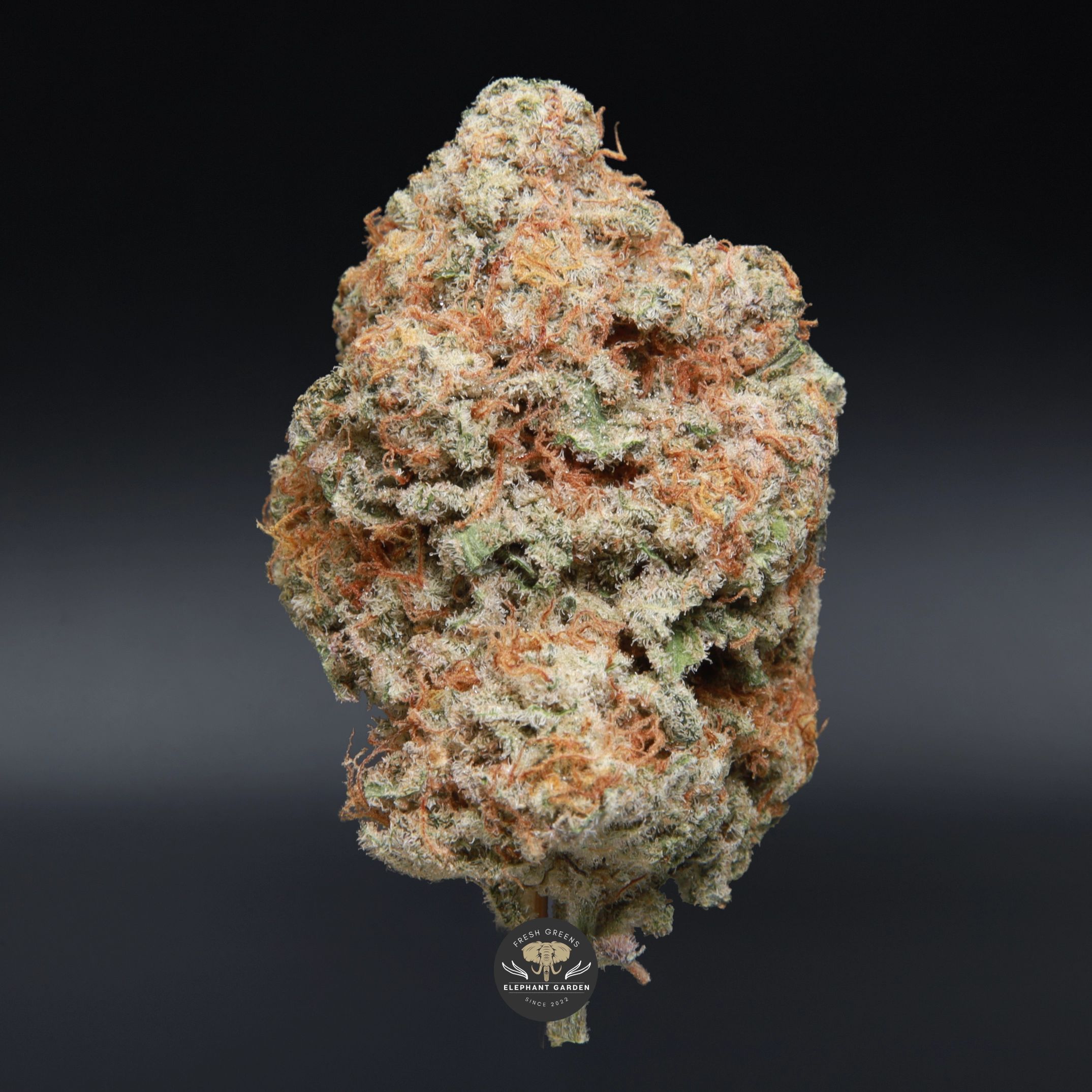 Banana MAC hybrid flower - close-up product photo of dense frosted buds