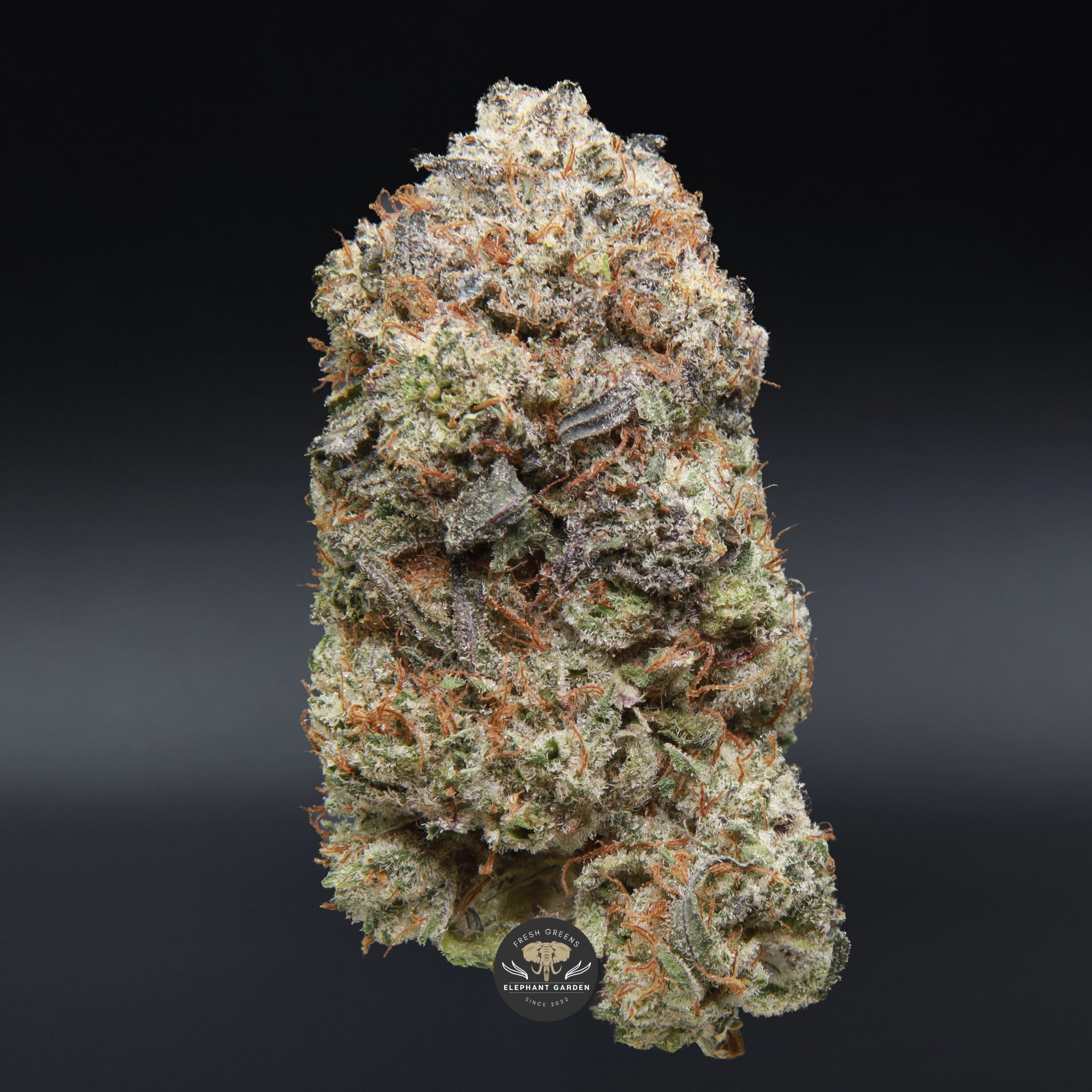 Biscotti Dough hybrid flower - close-up product photo of dense cookie-strain buds