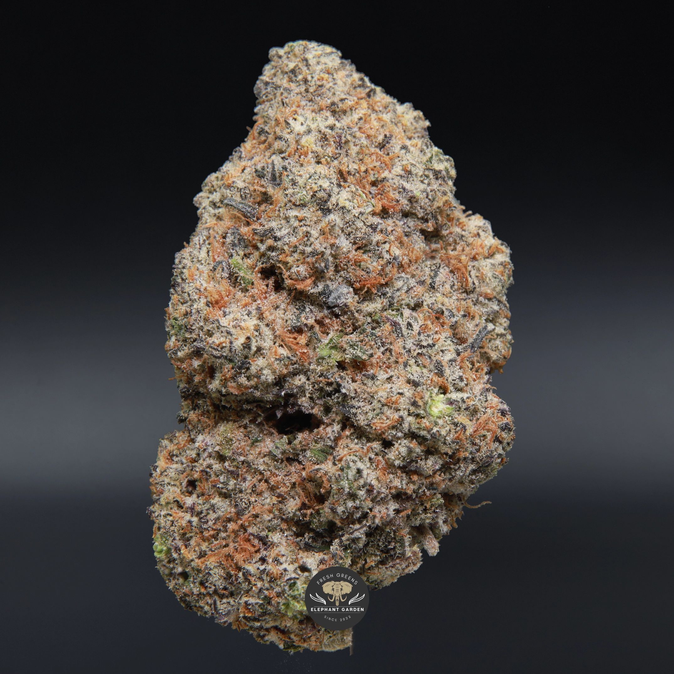 Cadillac Rainbow hybrid flower - close-up of frosty purple-tinged buds