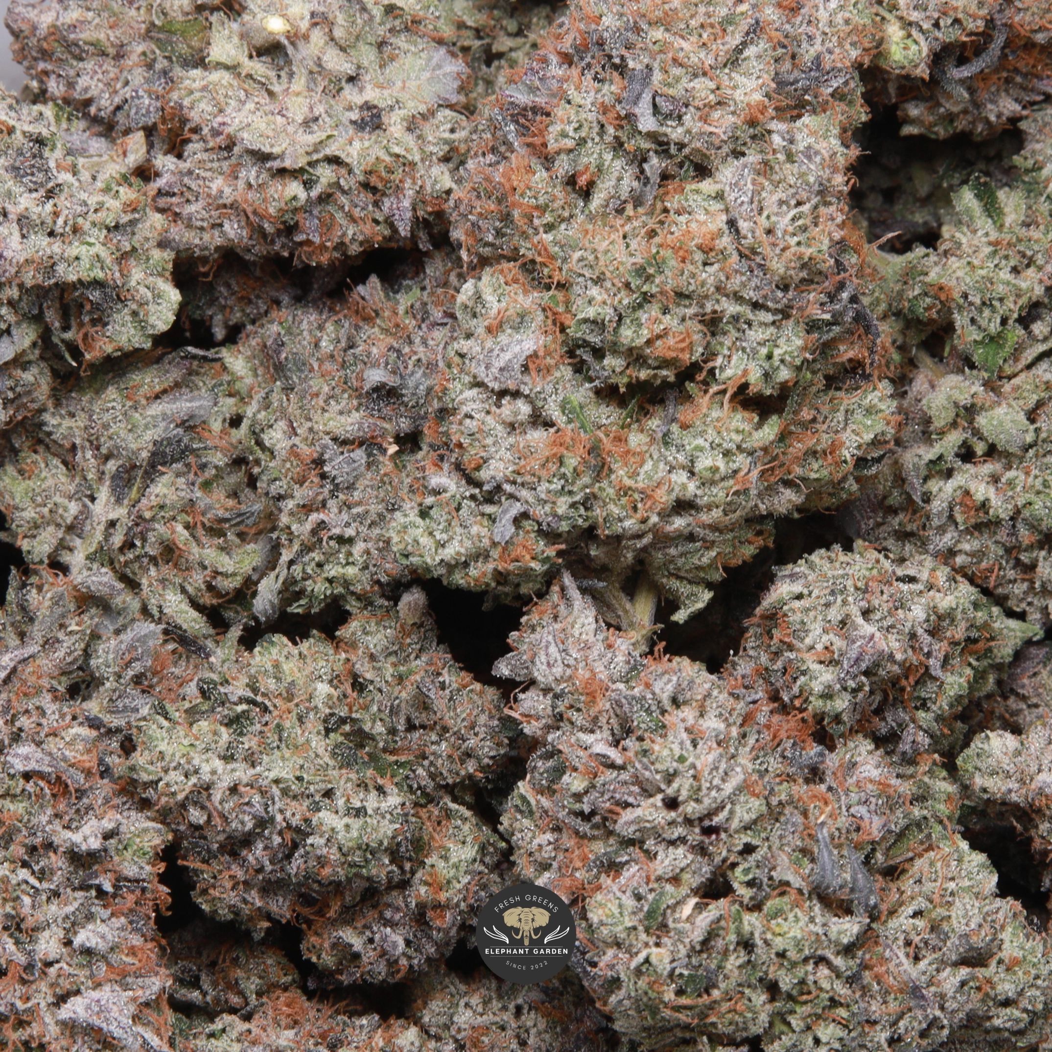 Death Star - Image 2