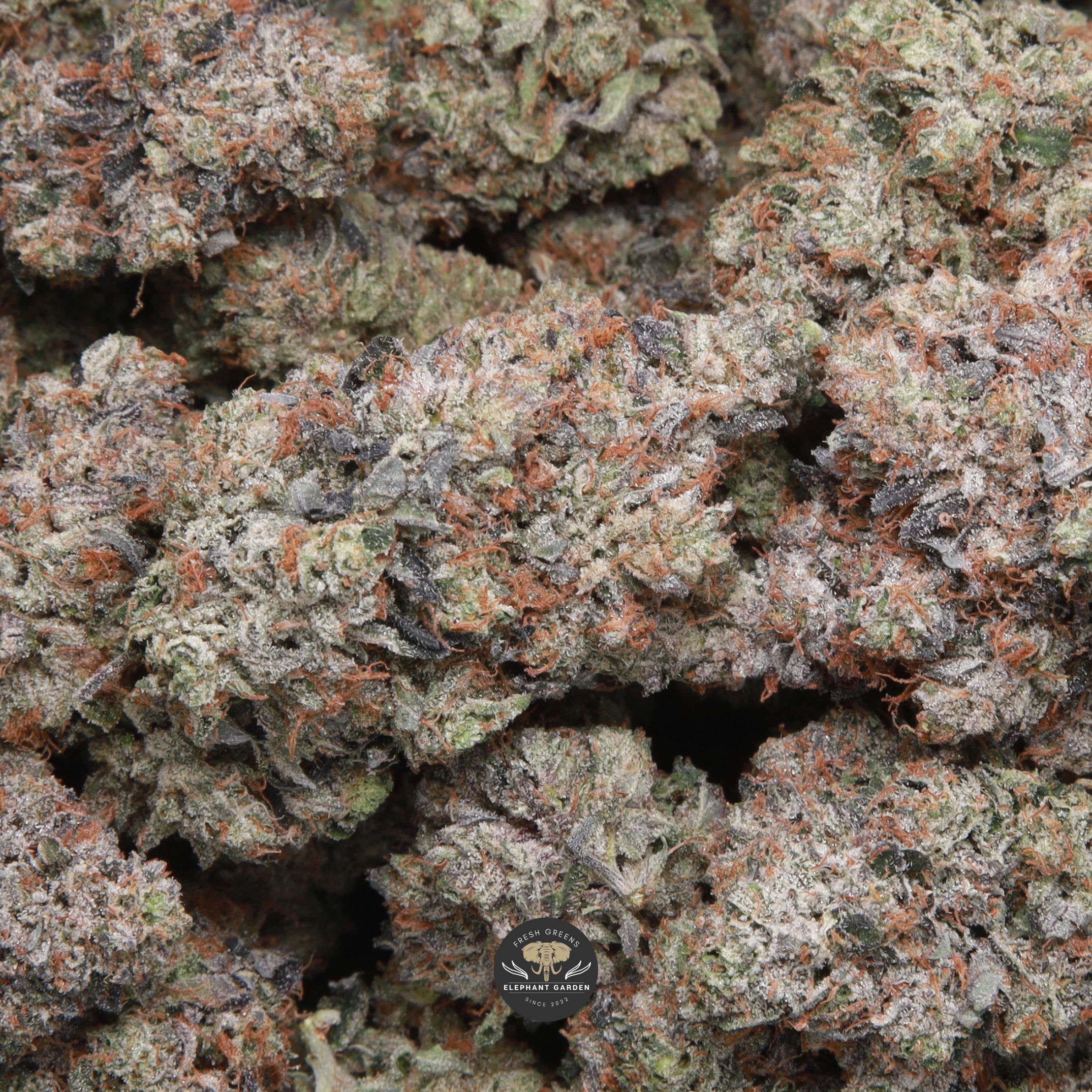Death Walker indica flower, buds in a pile showing dense frosted structure
