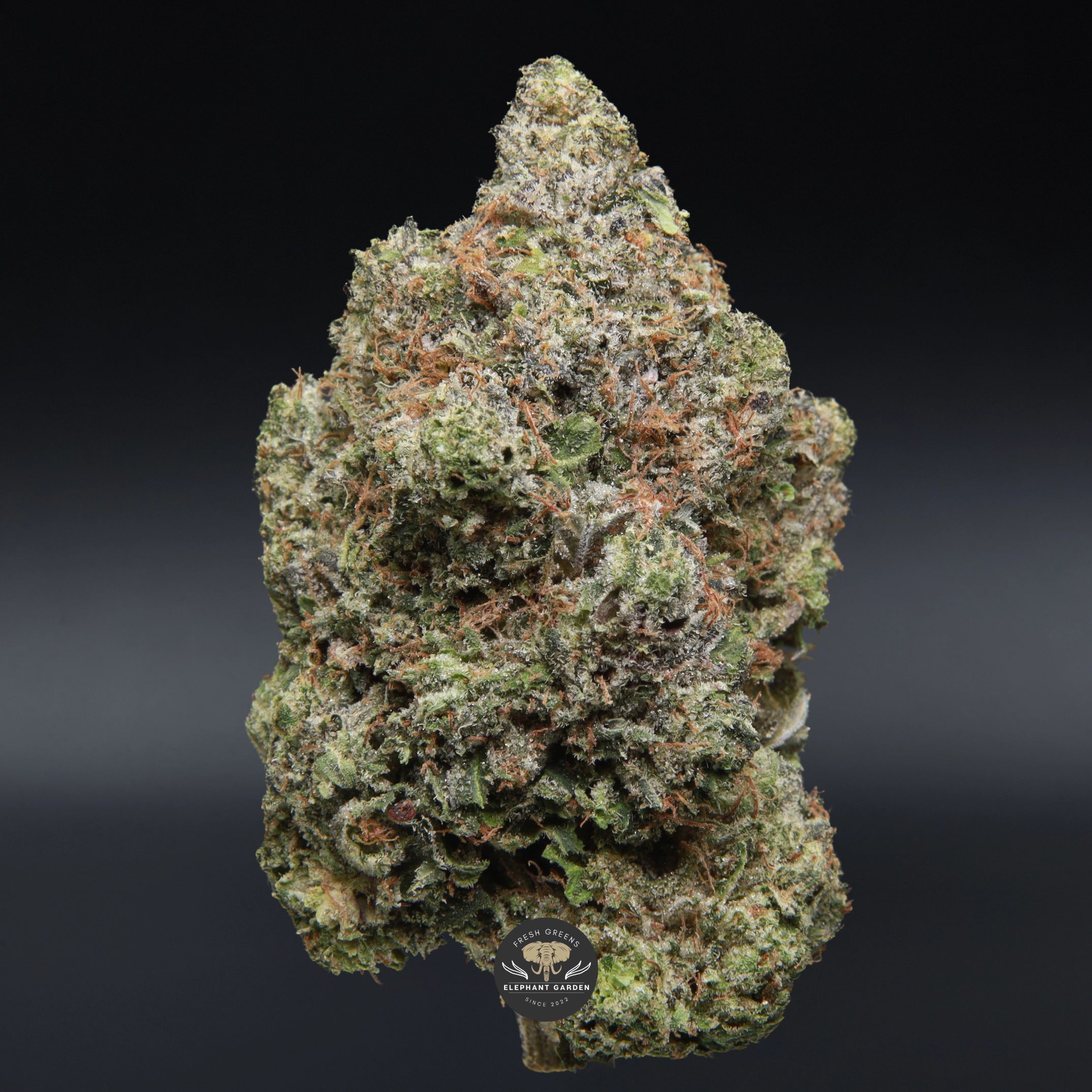 Diablo OG AAA+ indica flower close-up product photo of dense frosted buds