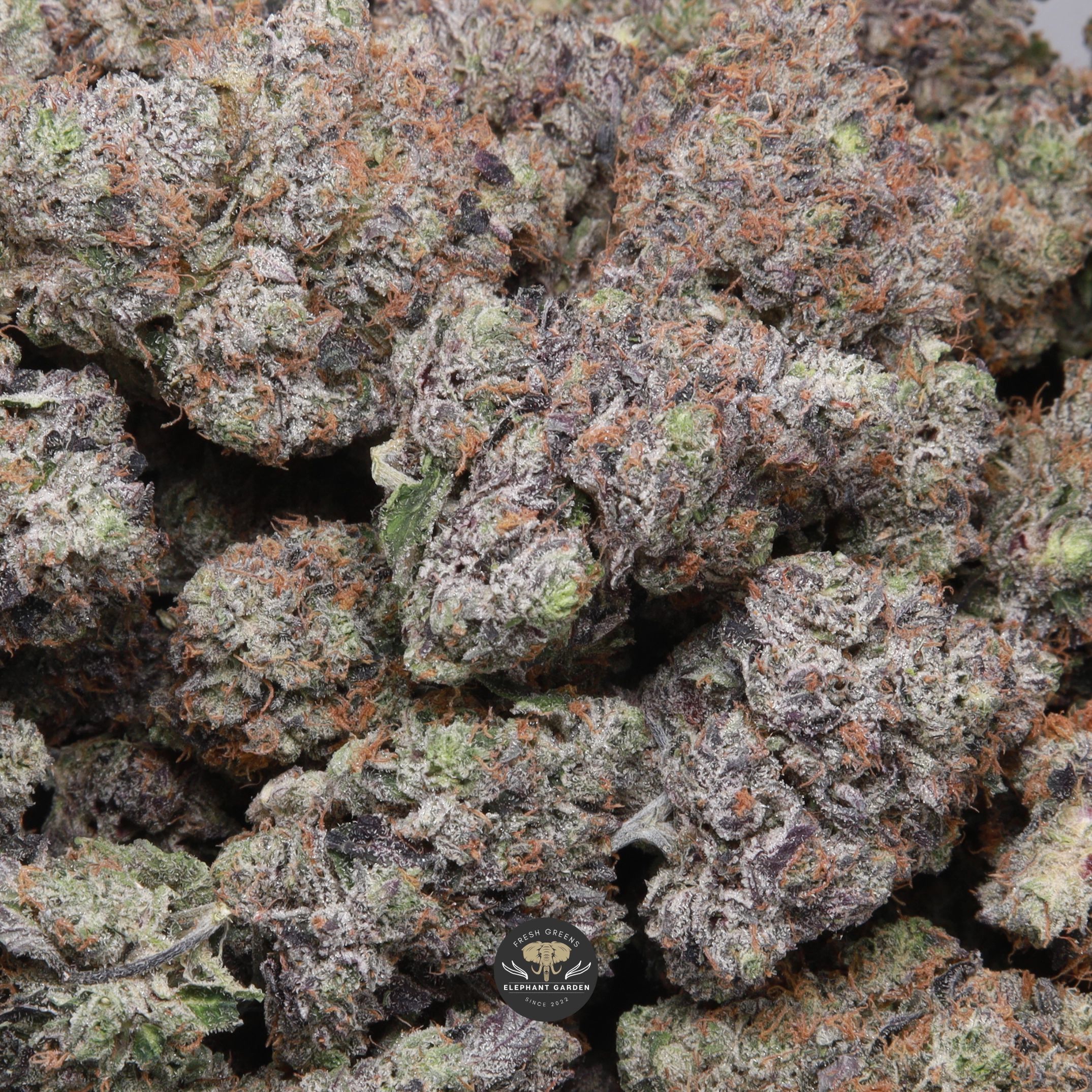 Doughboy Pink indica flower, gallery shot of multiple trimmed buds