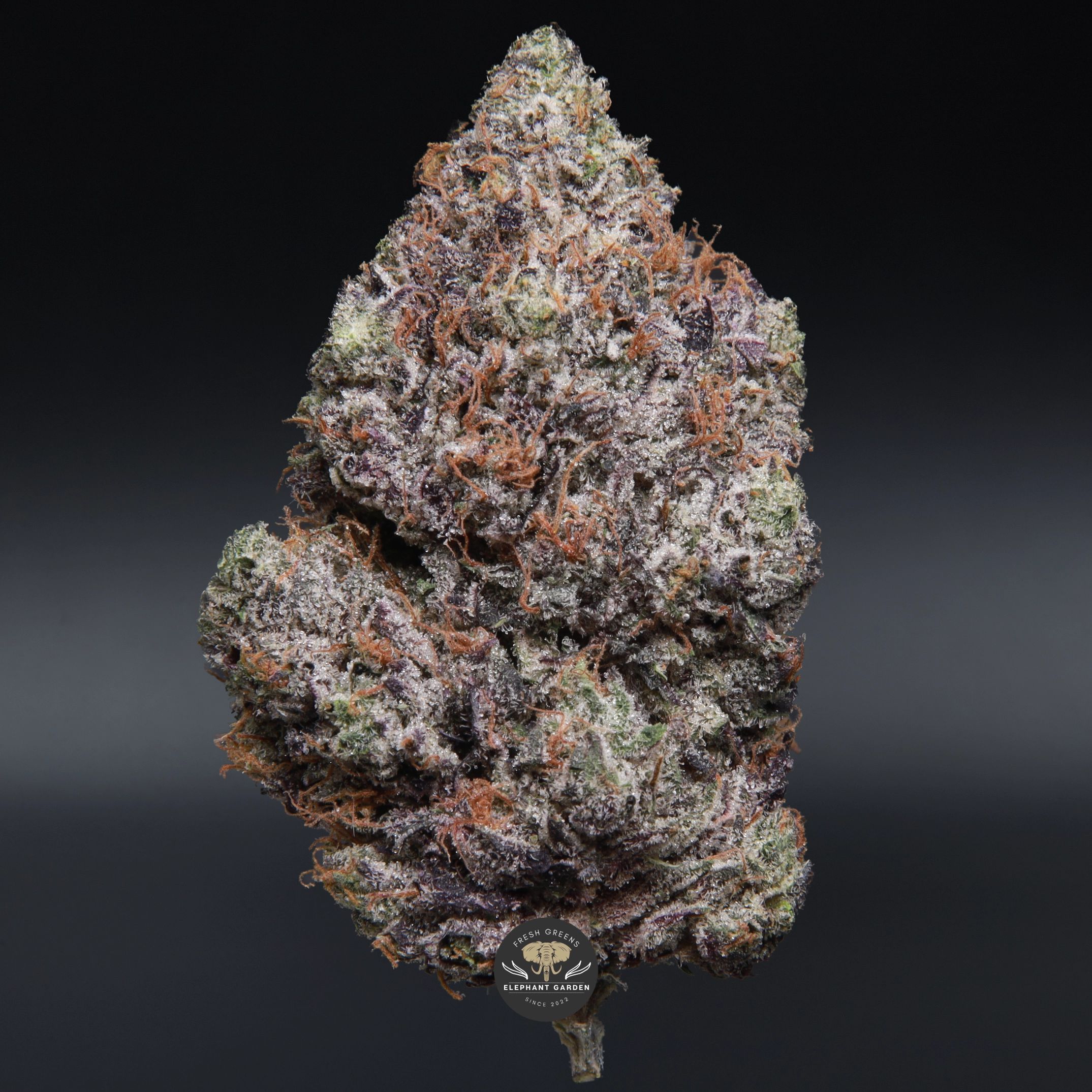 Doughboy Pink indica flower, close-up of dense pink-tinged frosted buds