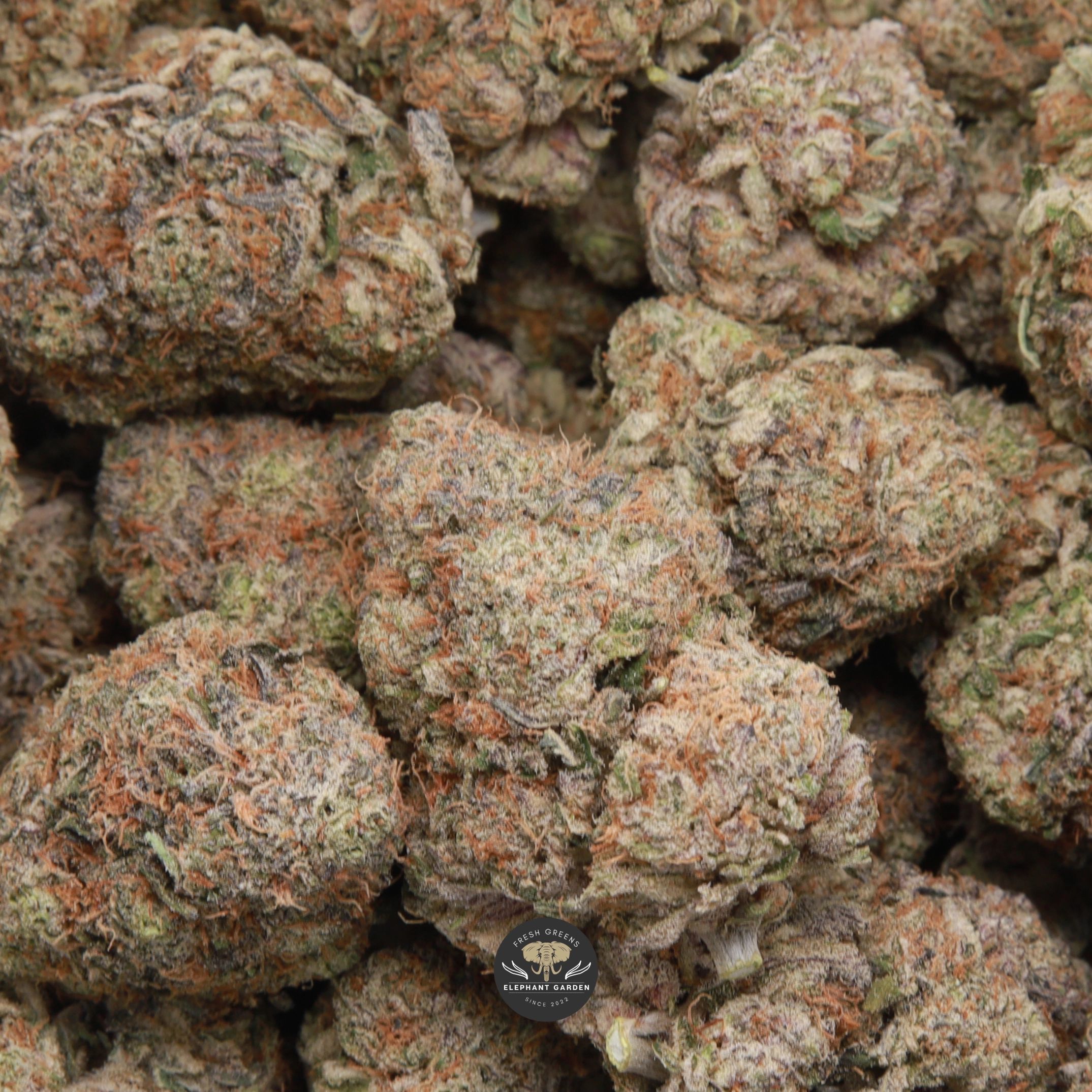 Frosted Donuts hybrid cannabis buds, gallery image 1