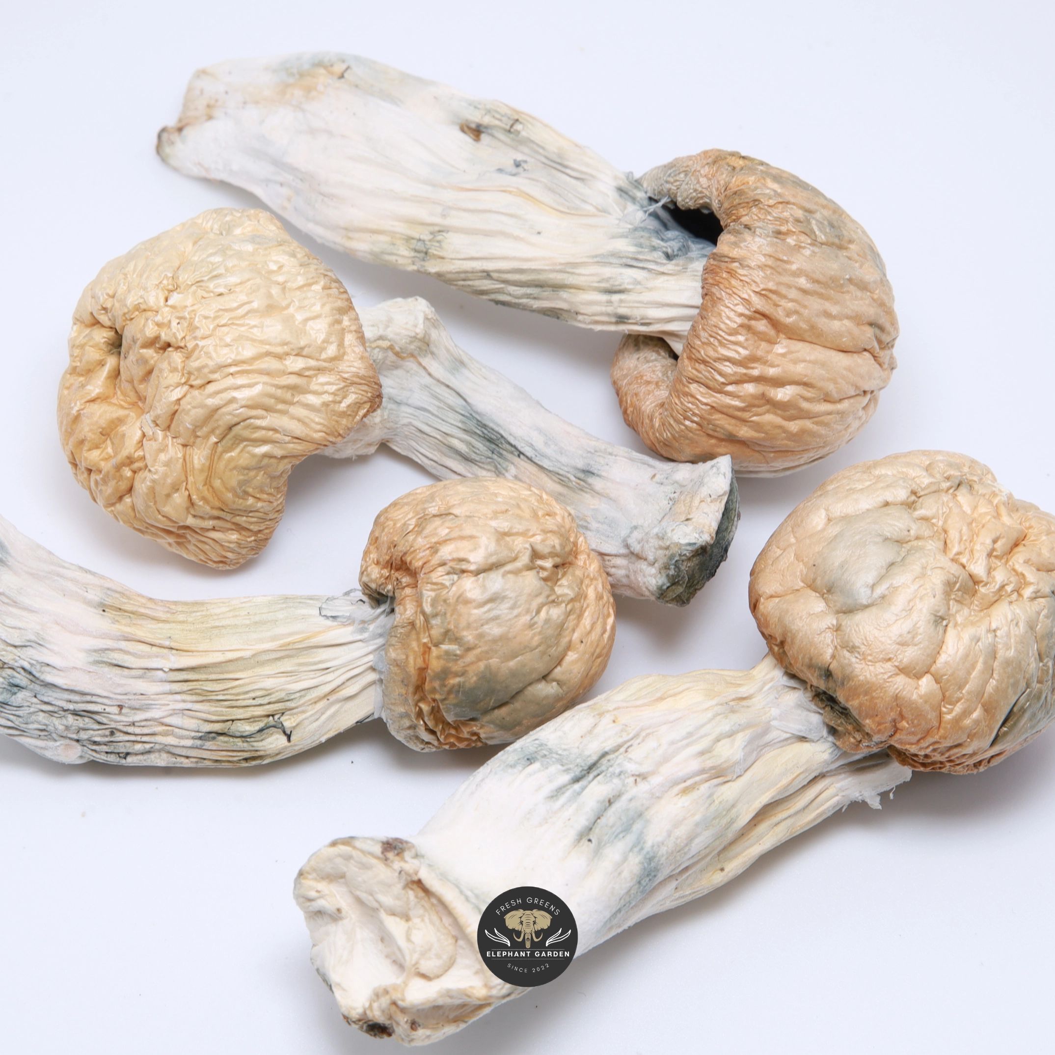 GC Thrasher magic mushrooms - dried golden-brown caps and thick stems, product photo