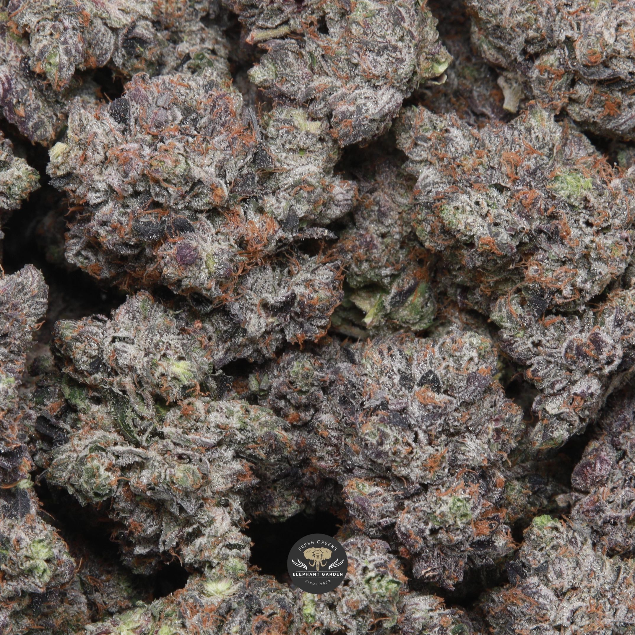 LSO Pink Wagyu indica flower, gallery shot of cured buds with pink pistils