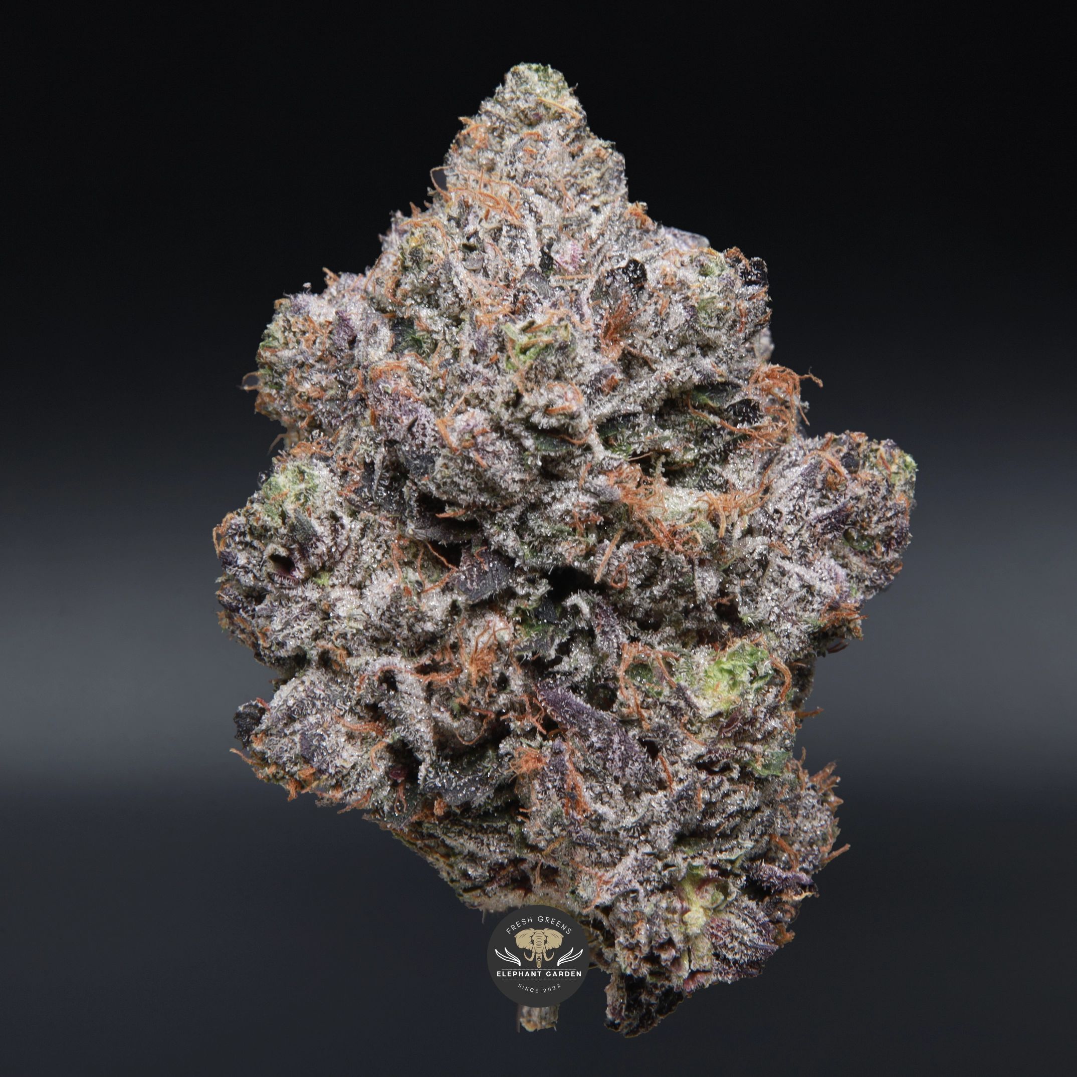 LSO Pink Wagyu AAAA indica flower, close-up of frosted purple-tinged buds