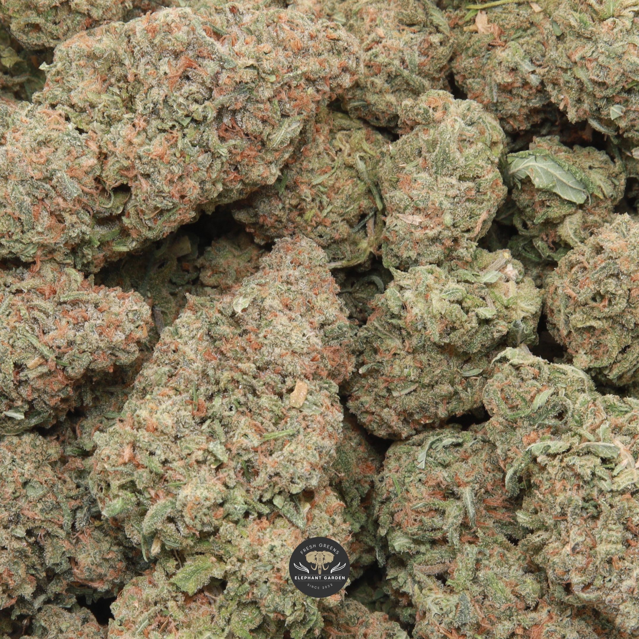 Mango Haze sativa flower, macro shot of the buds