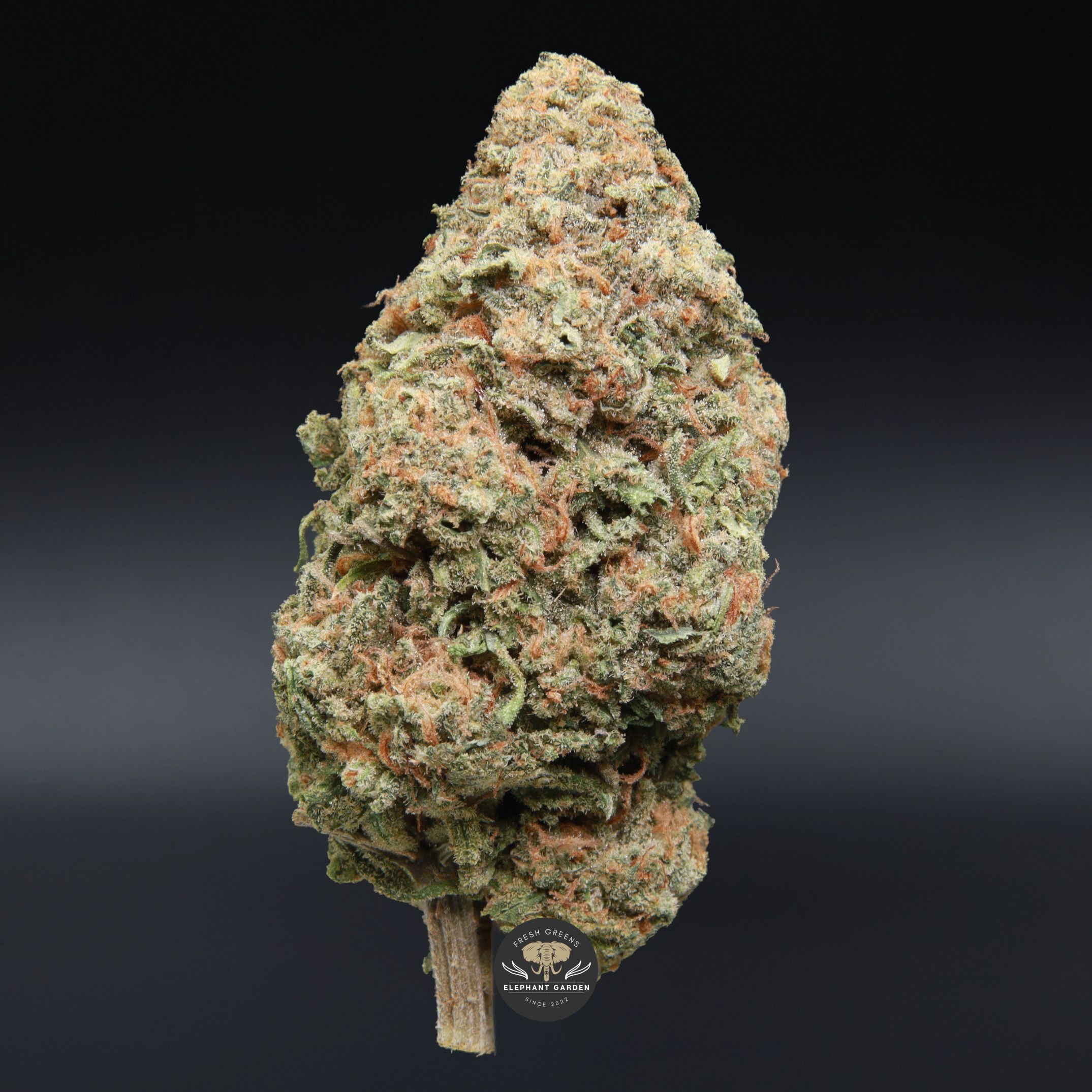 Mango Haze sativa flower, close-up product photo of the jar