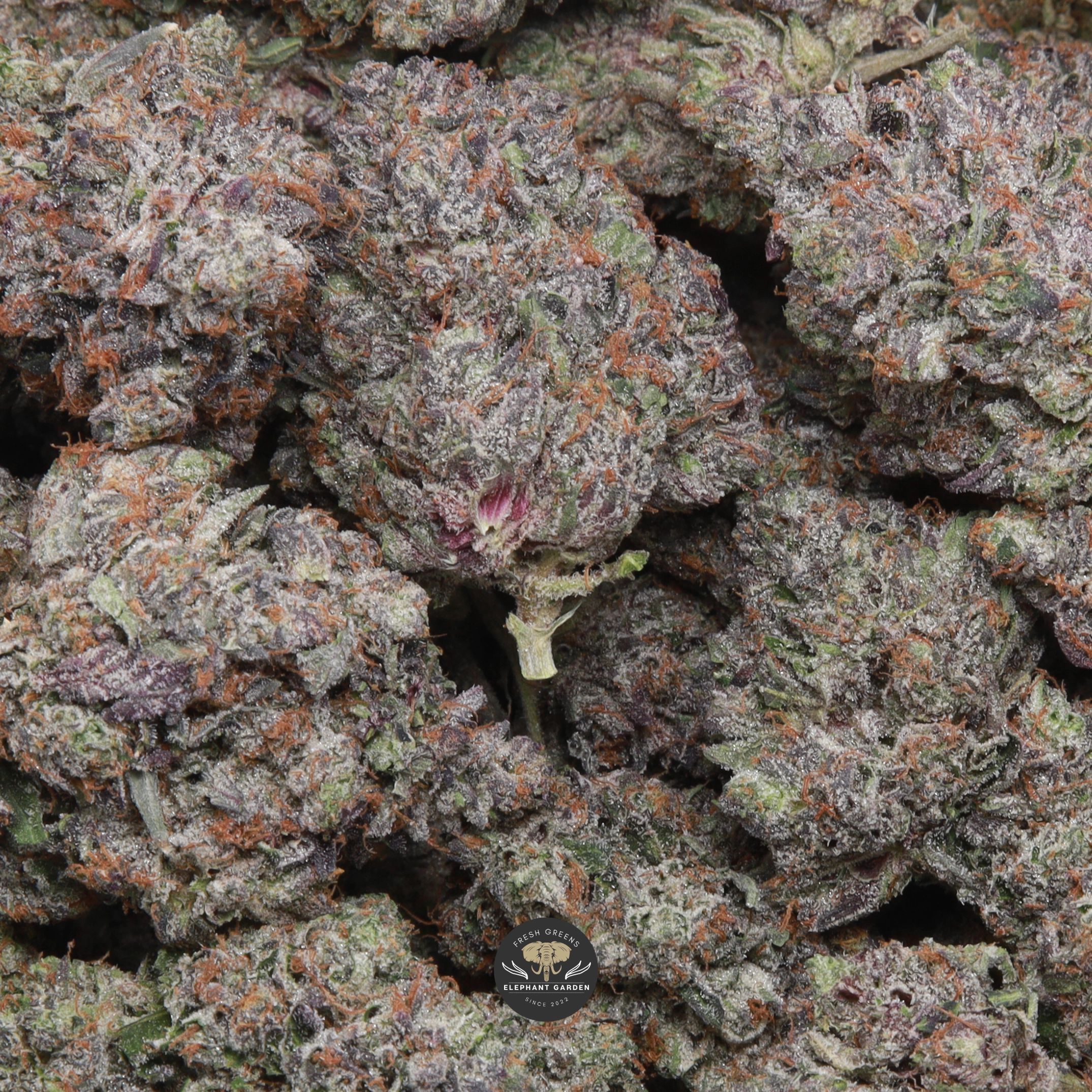 Pine Tar indica flower - gallery image of cured buds with orange hairs