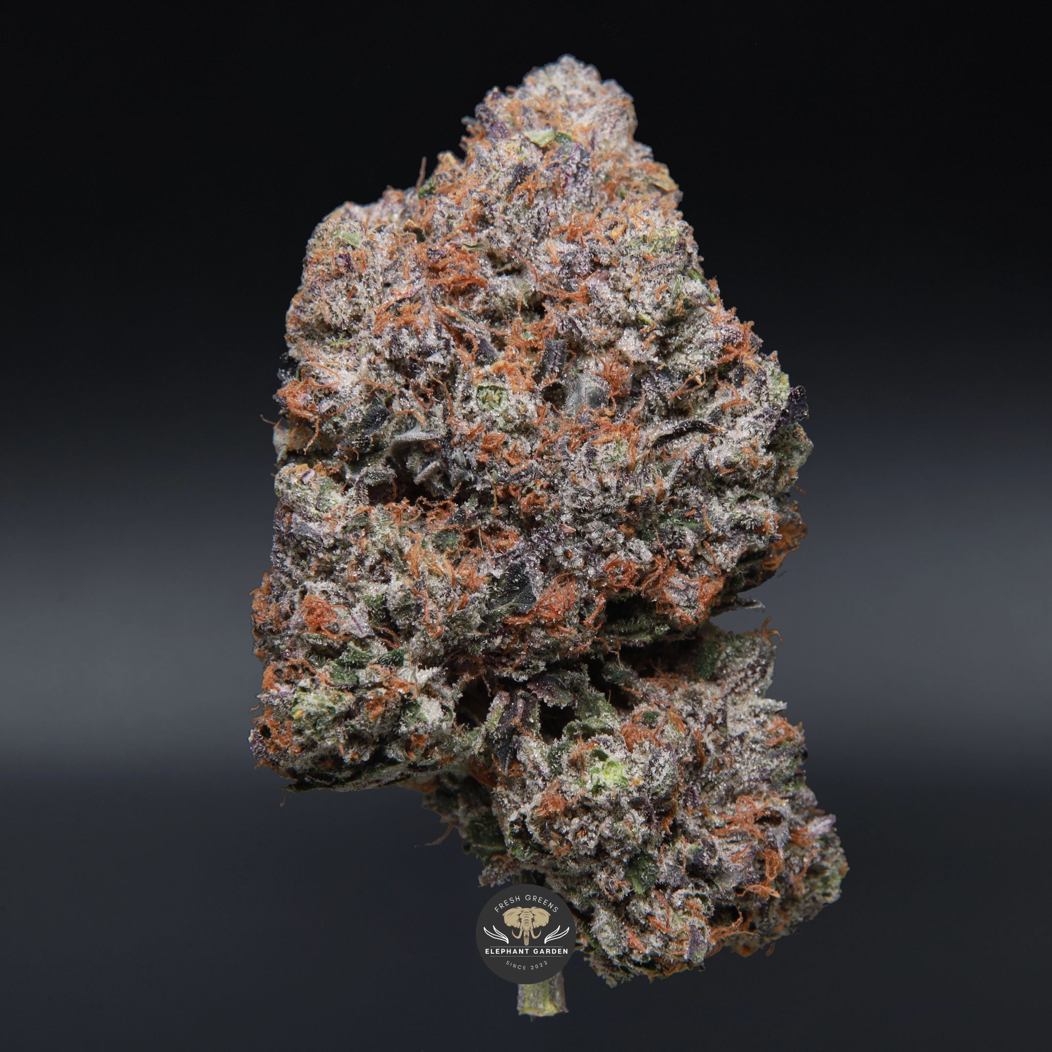 Pine Tar indica flower - close-up product photo of frosty neon green nugs