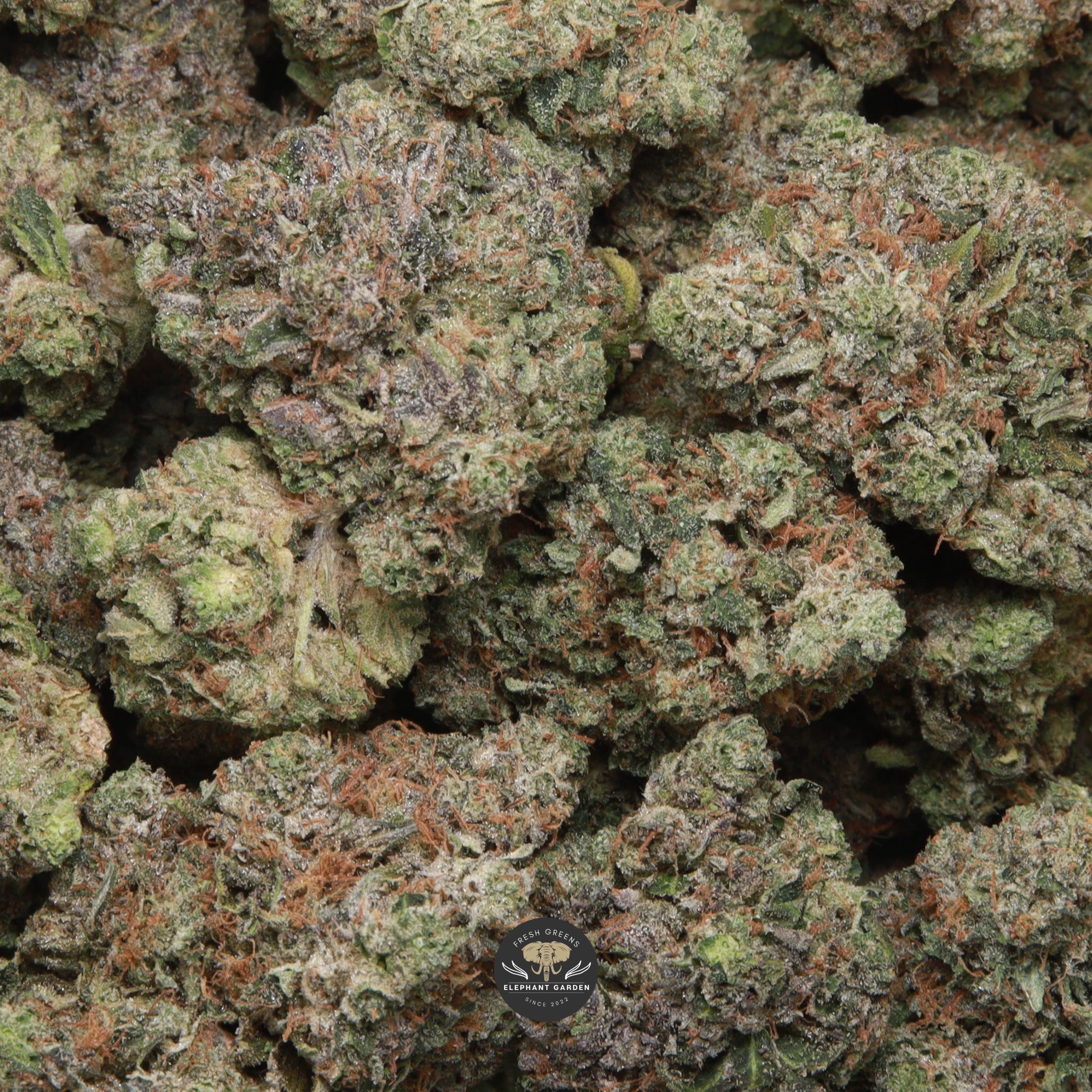 Pink Kush AAA+ indica flower - gallery image 1 showing cured buds