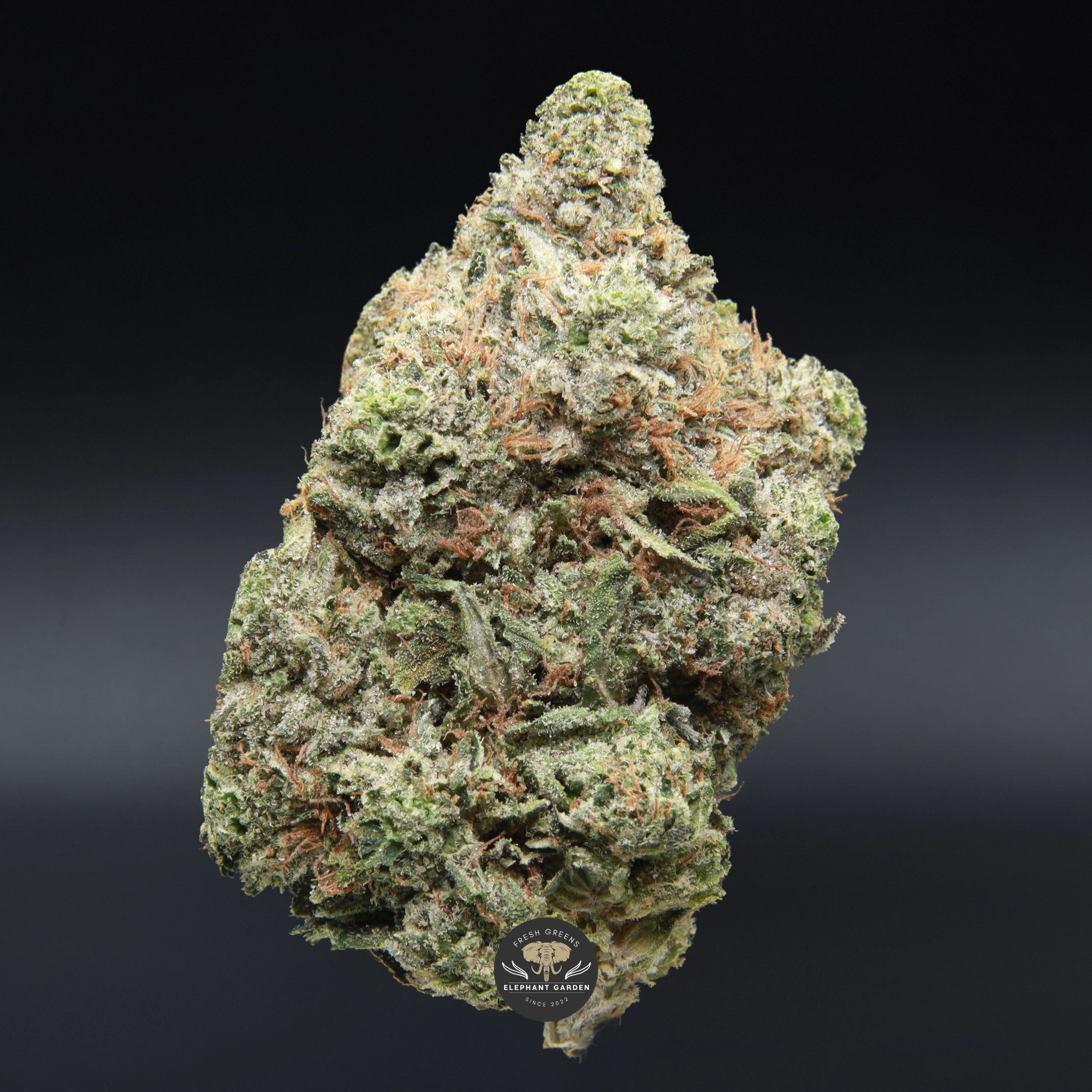 Pink Kush AAA+ indica flower - close-up of dense buds with pink pistils and heavy trichome coverage