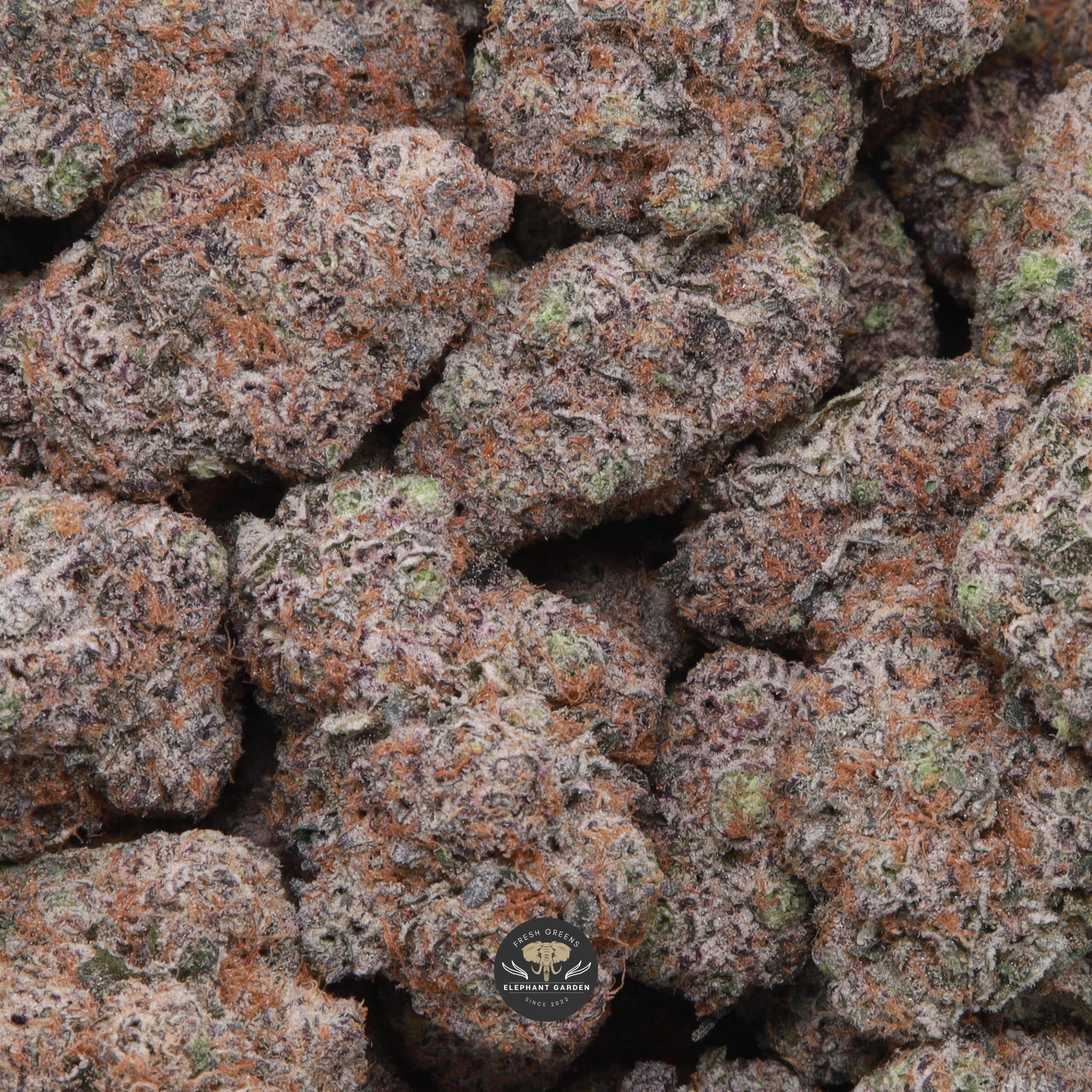 Rainbow Belts hybrid flower - gallery image 1, cured buds close up