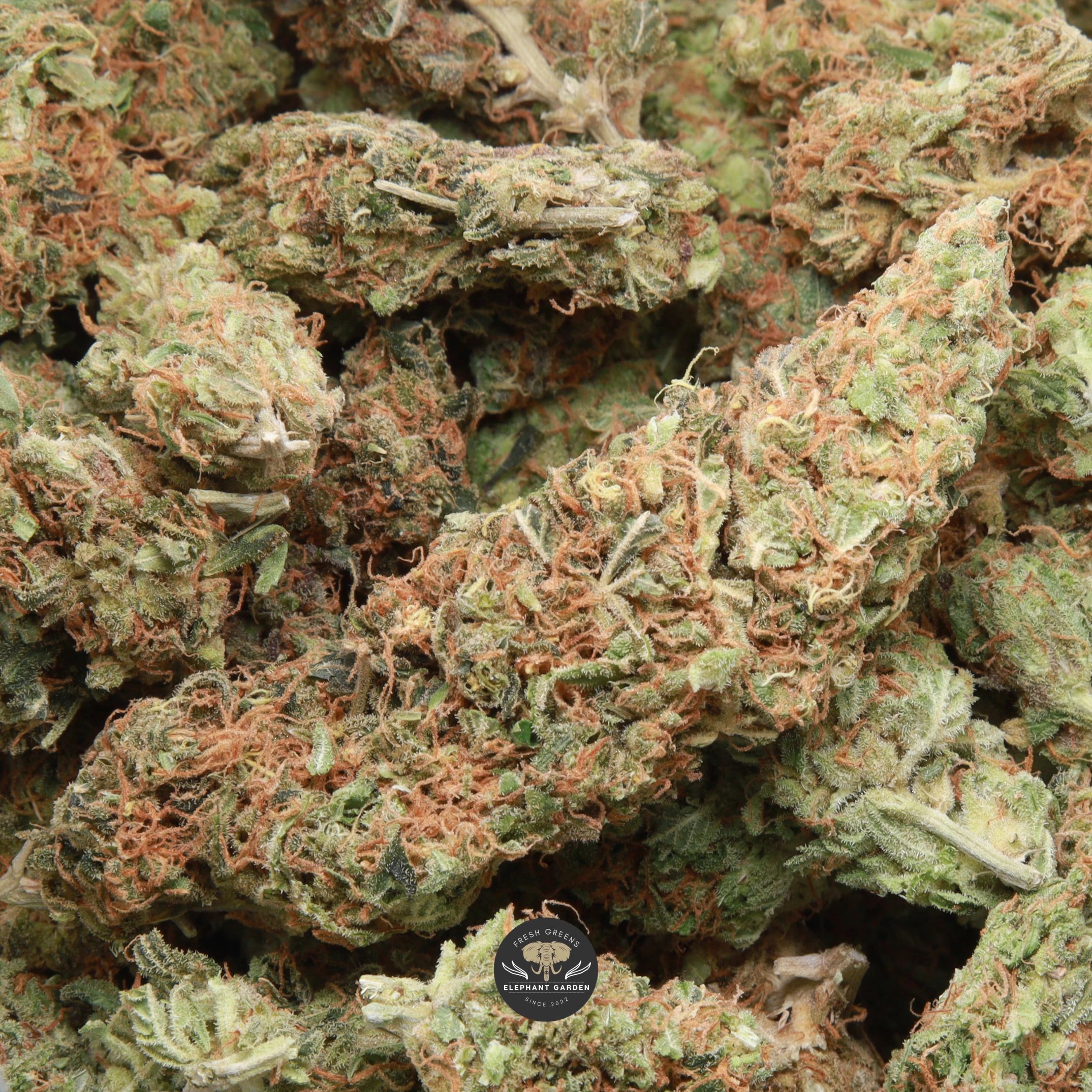 Red Congolese sativa flower buds, gallery image