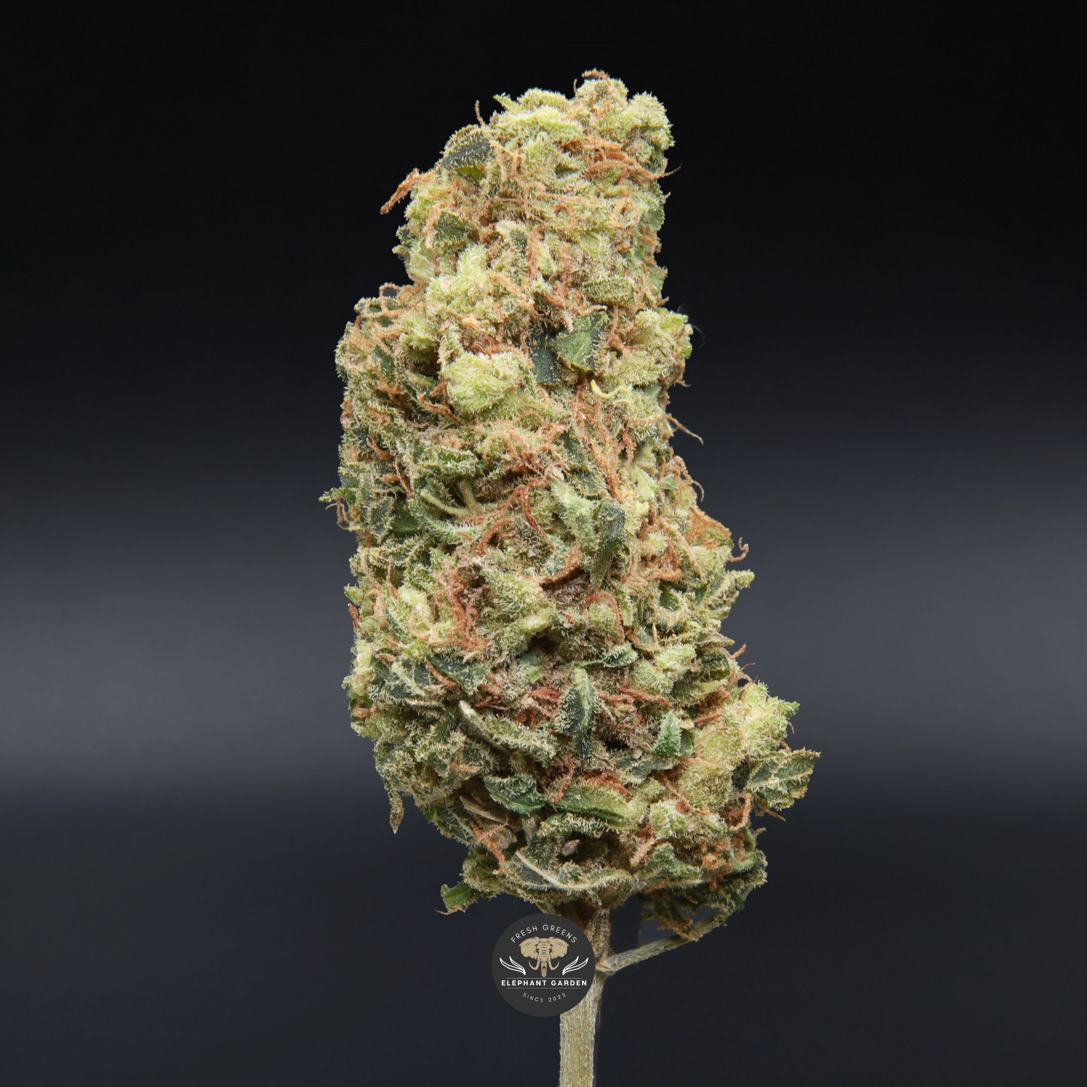 Red Congolese sativa flower, close-up product photo