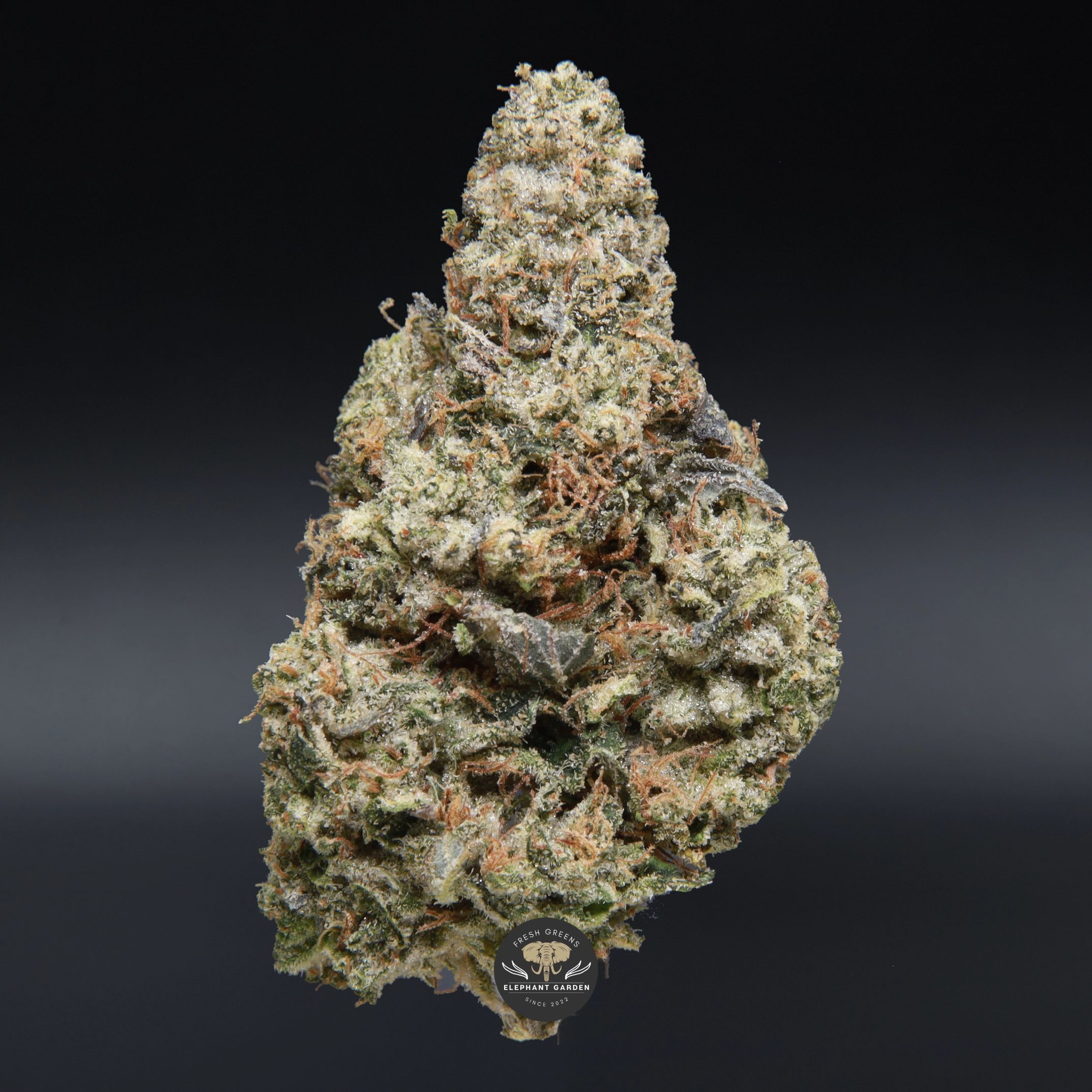 Bluefin Tuna indica flower: close-up of the buds