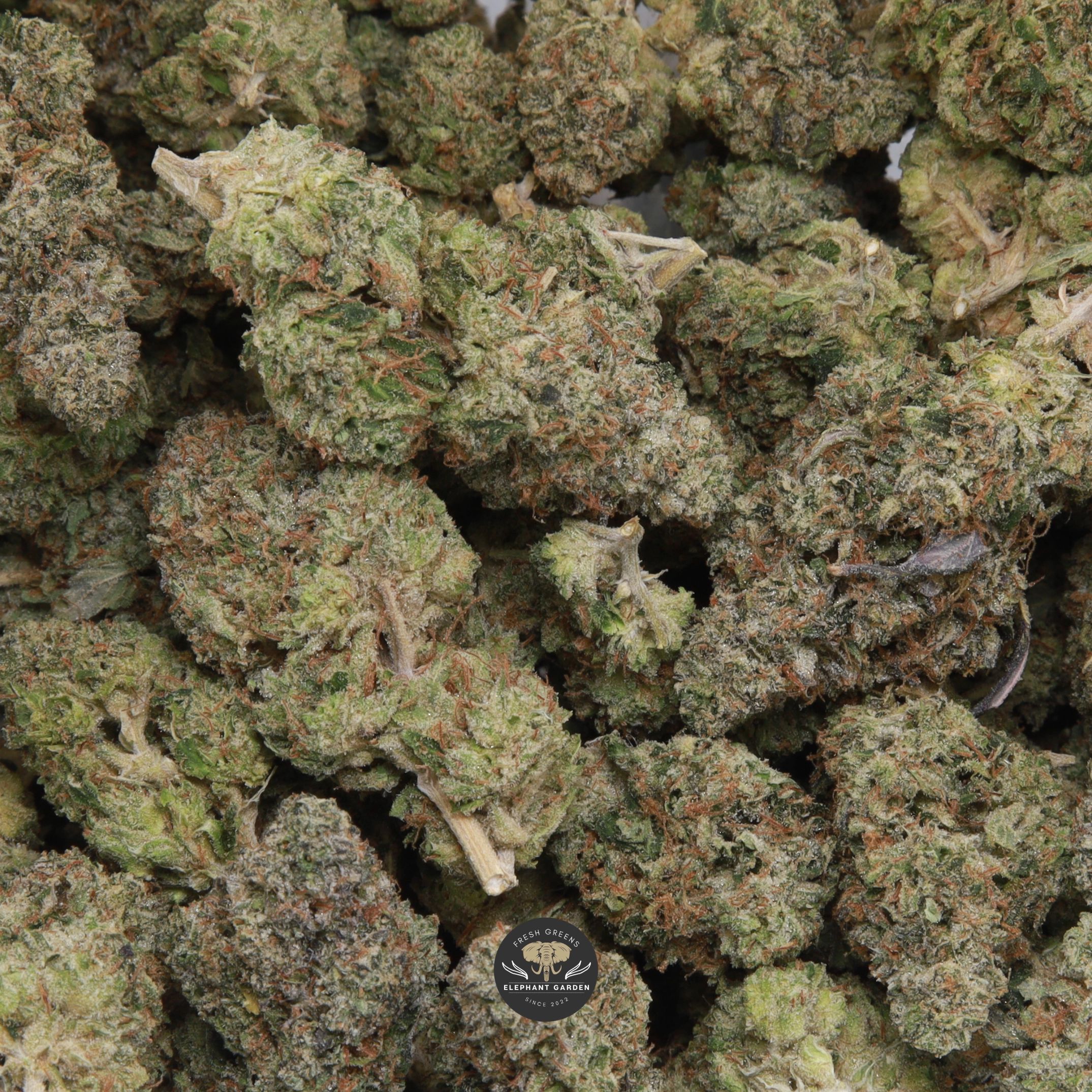 Bluefin Tuna indica flower: AAA buds, product photo