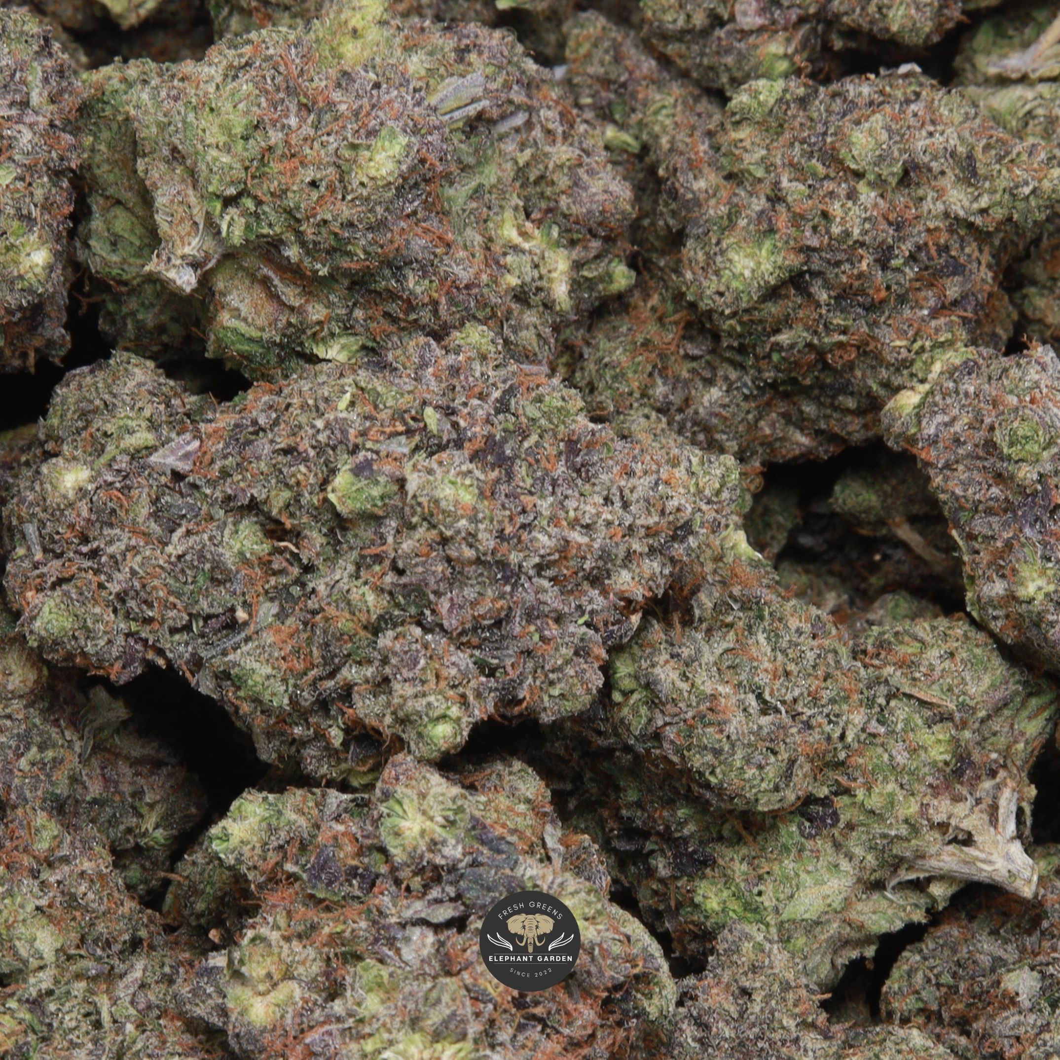Cali Octane indica flower, close-up of the buds