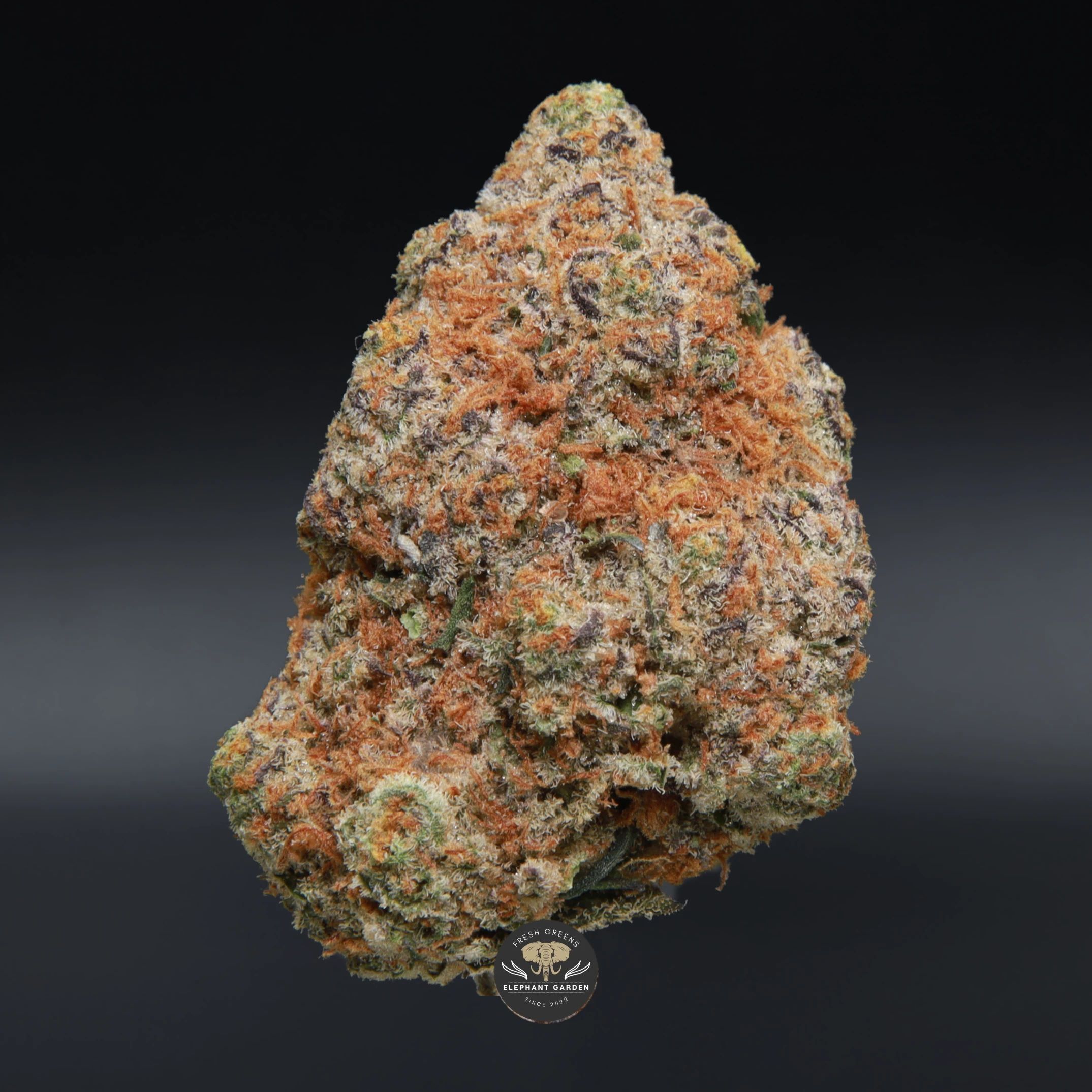 Cherry Fire hybrid flower, close-up product photo