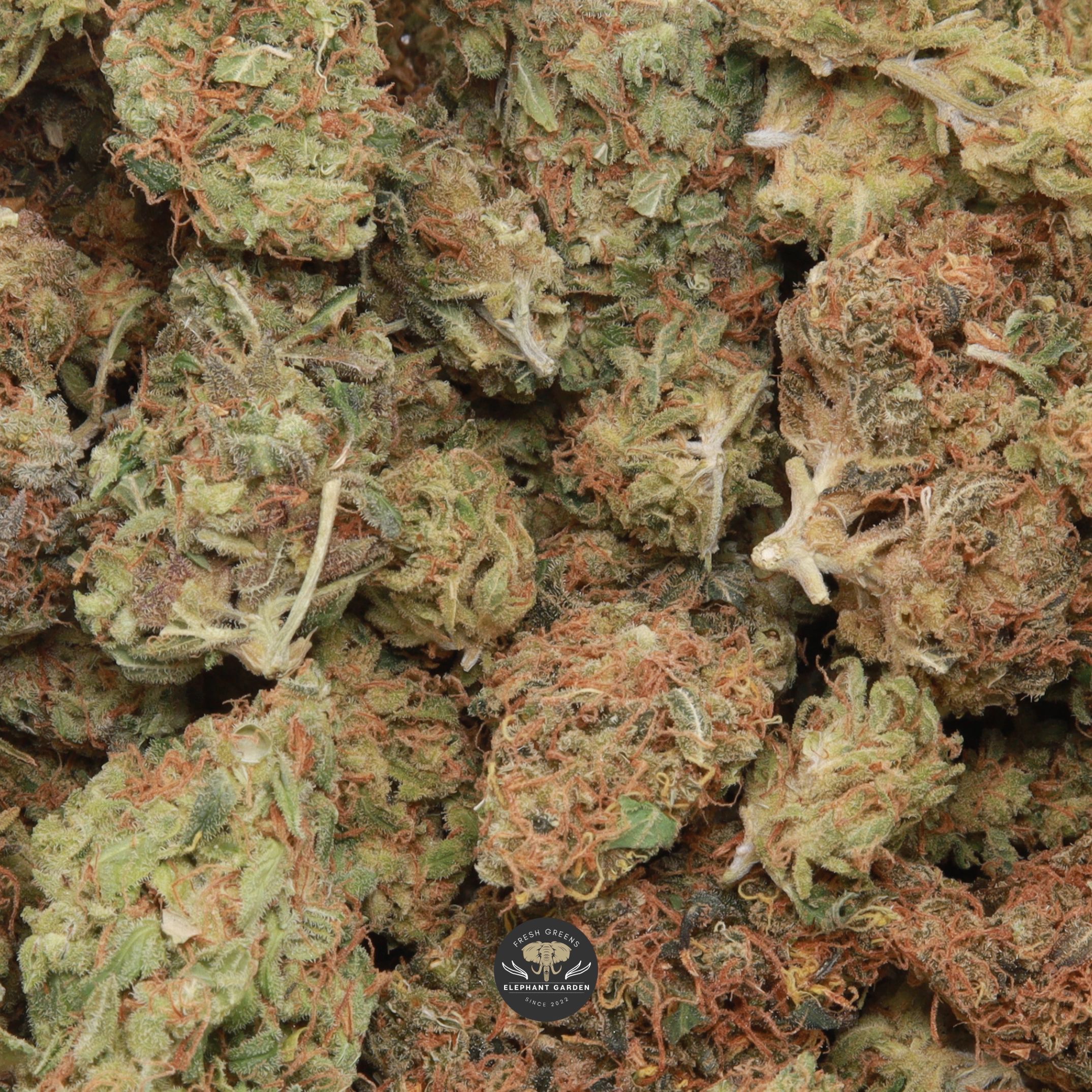 Citrique sativa flower, close-up product photo